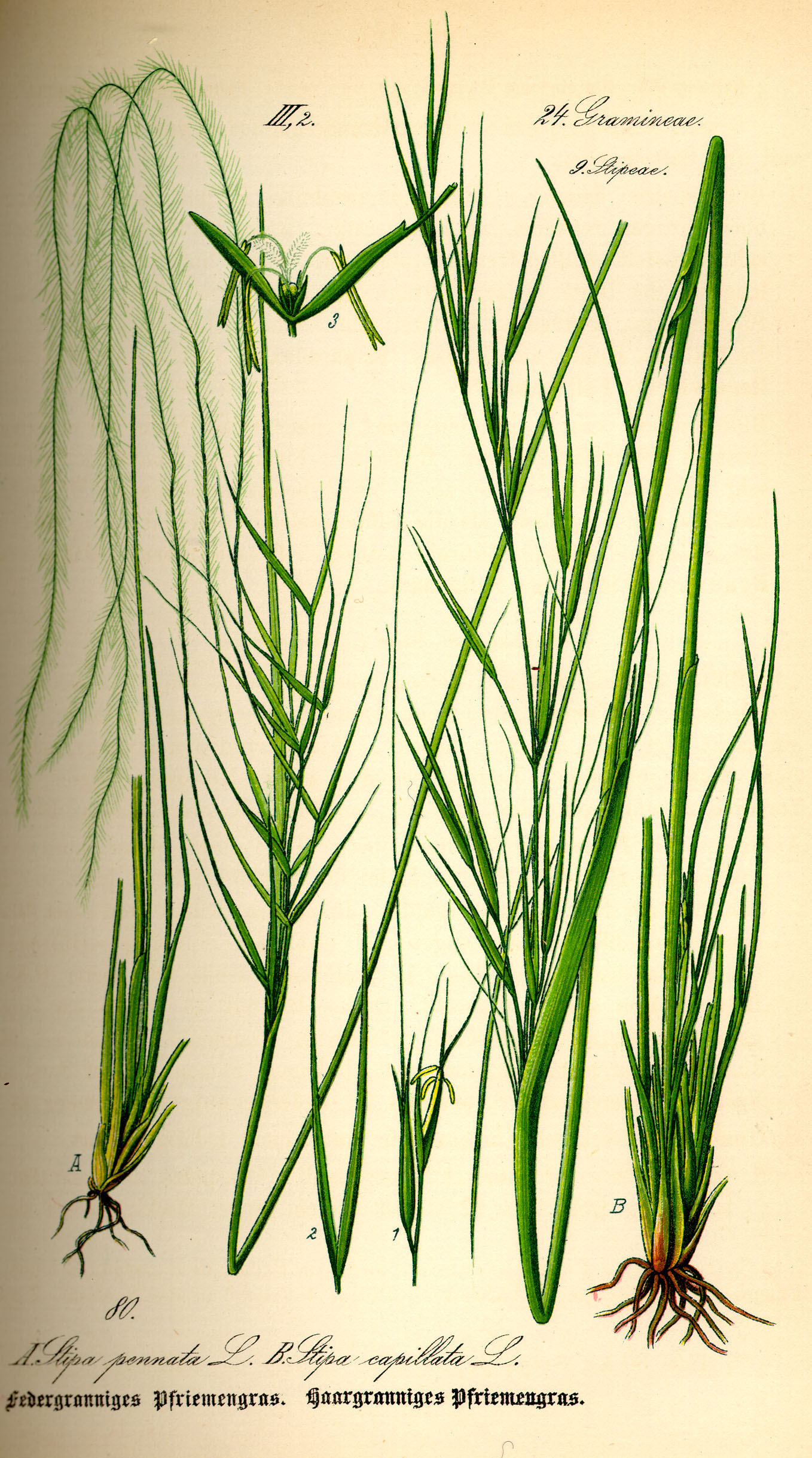 Illustration Stipa pennata0
