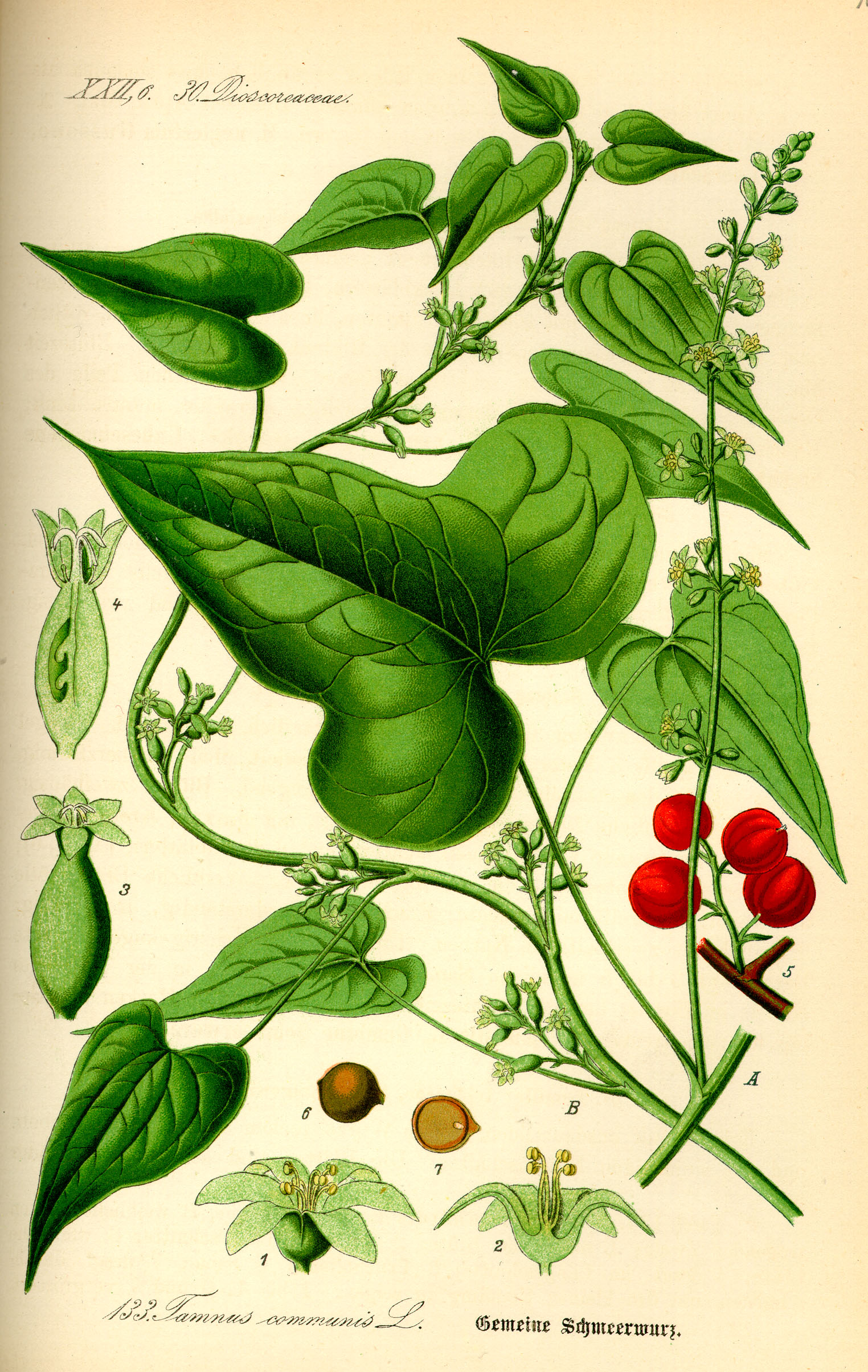 Illustration Tamus communis0