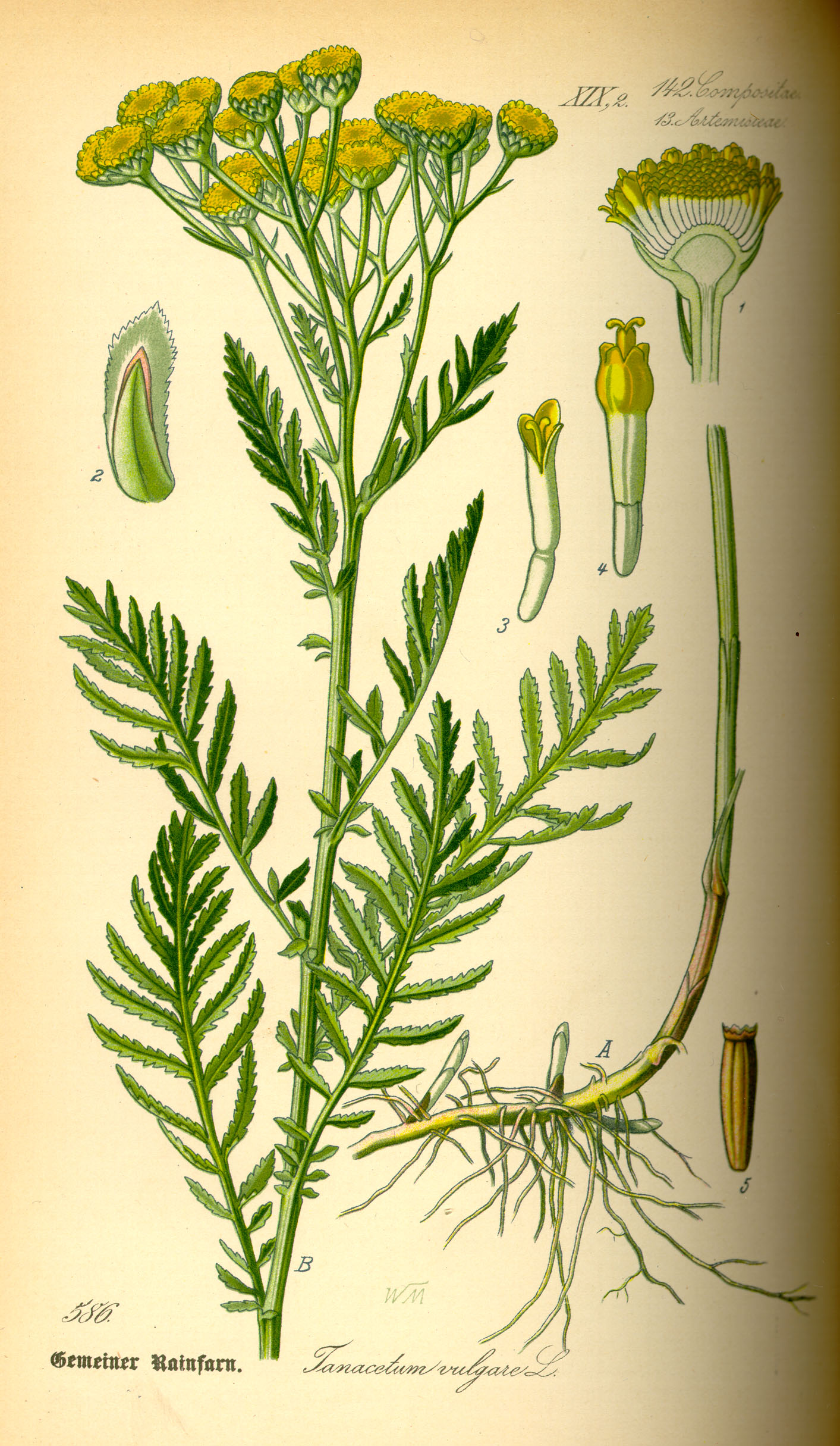 Illustration Tanacetum vulgare0