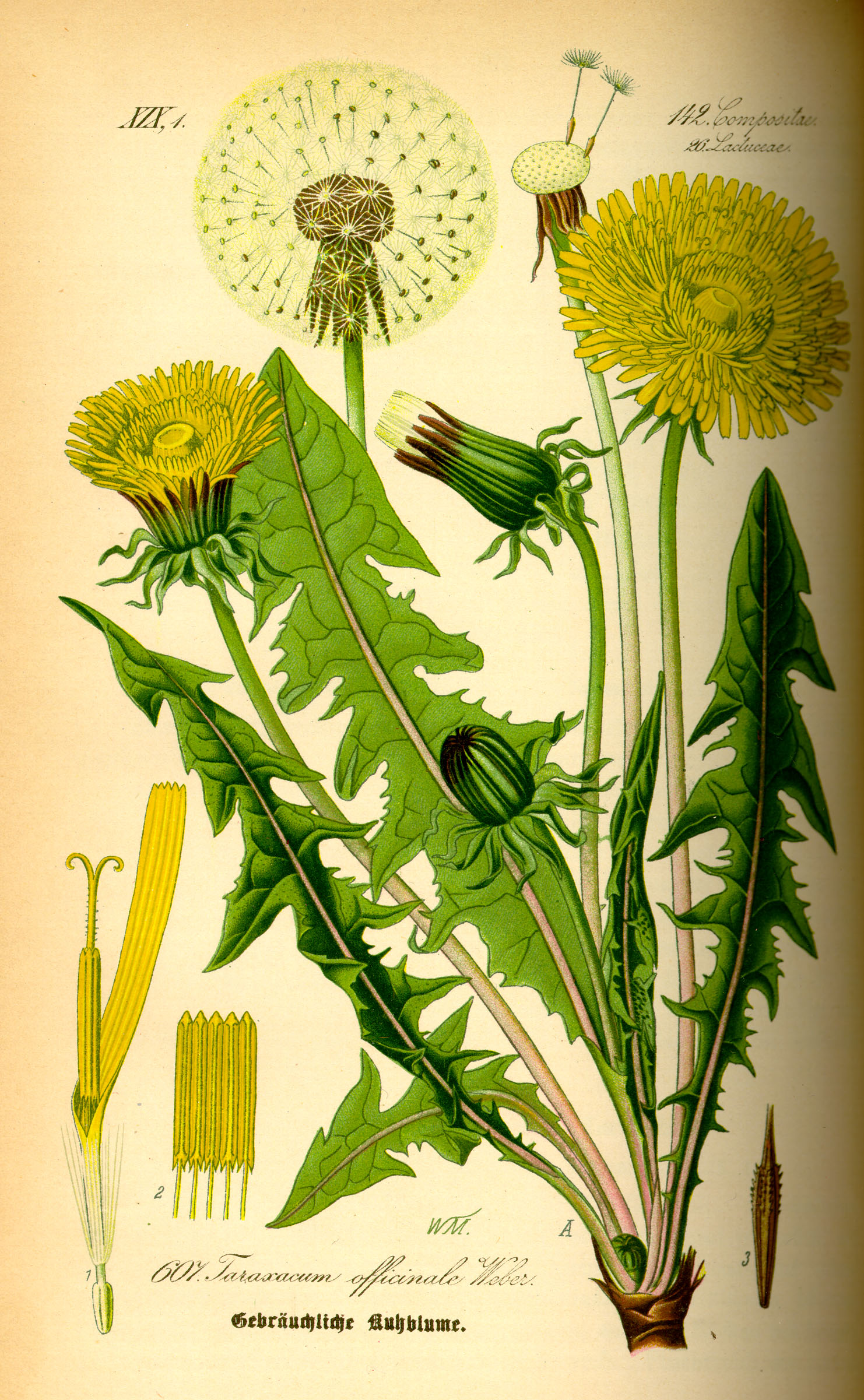 Illustration Taraxacum officinale0