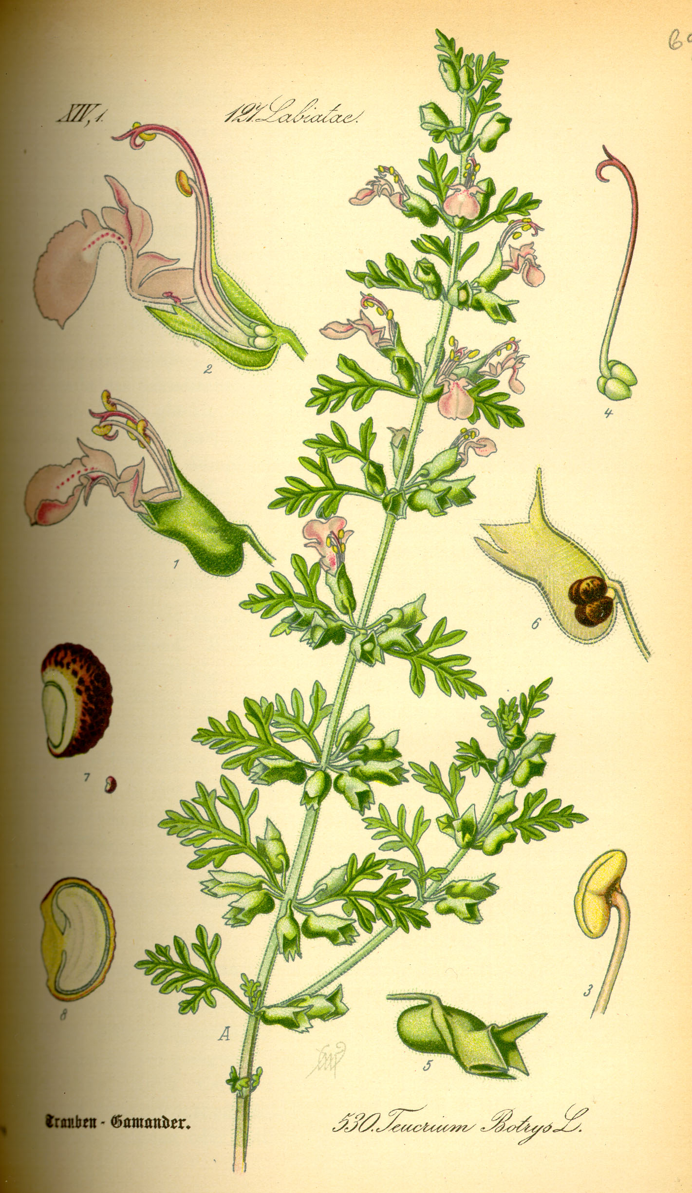 Illustration Teucrium botrys0