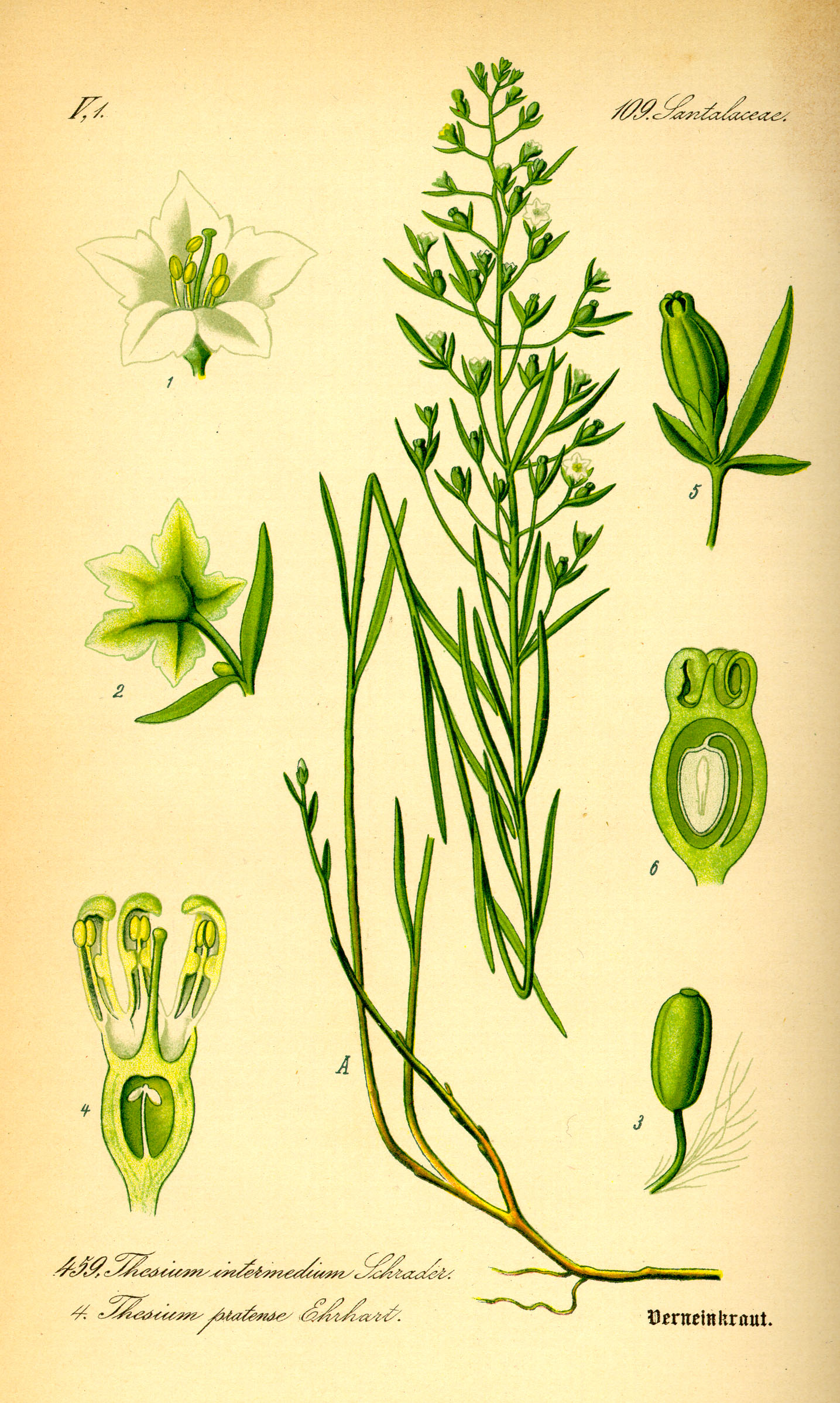 Illustration Thesium pyrenaicum0