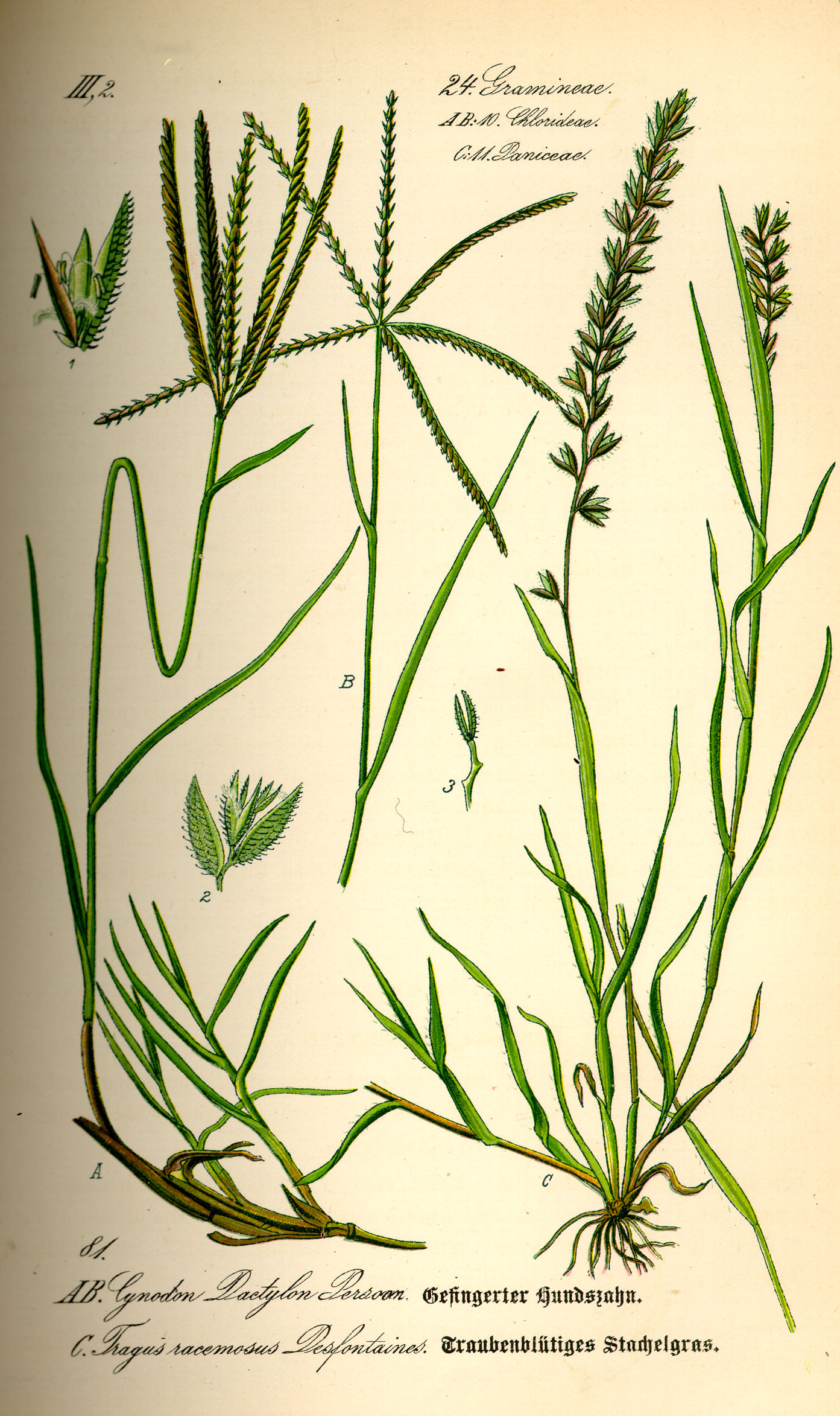 Illustration Tragus racemosus0