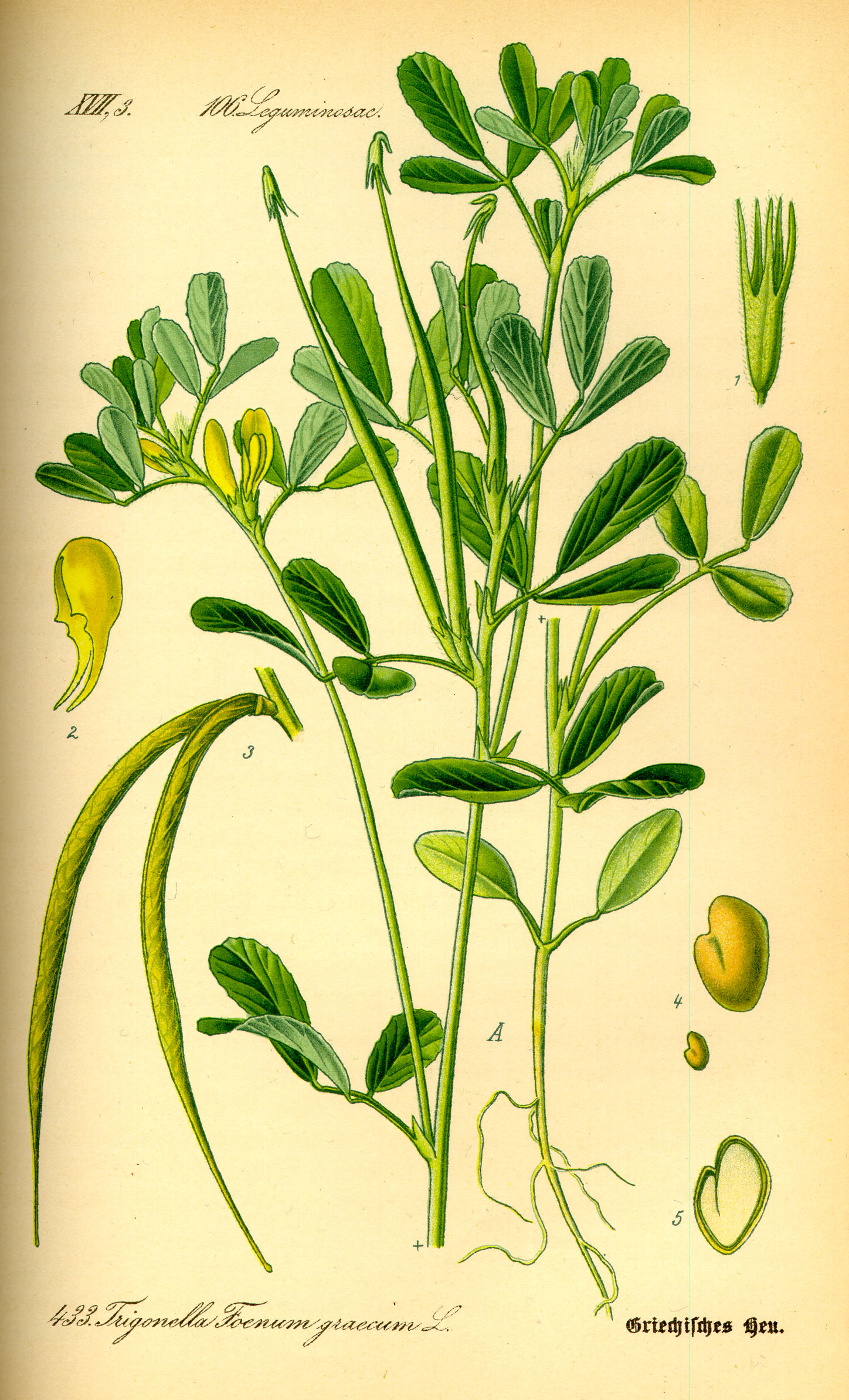 Illustration Trigonella foenum-graecum0