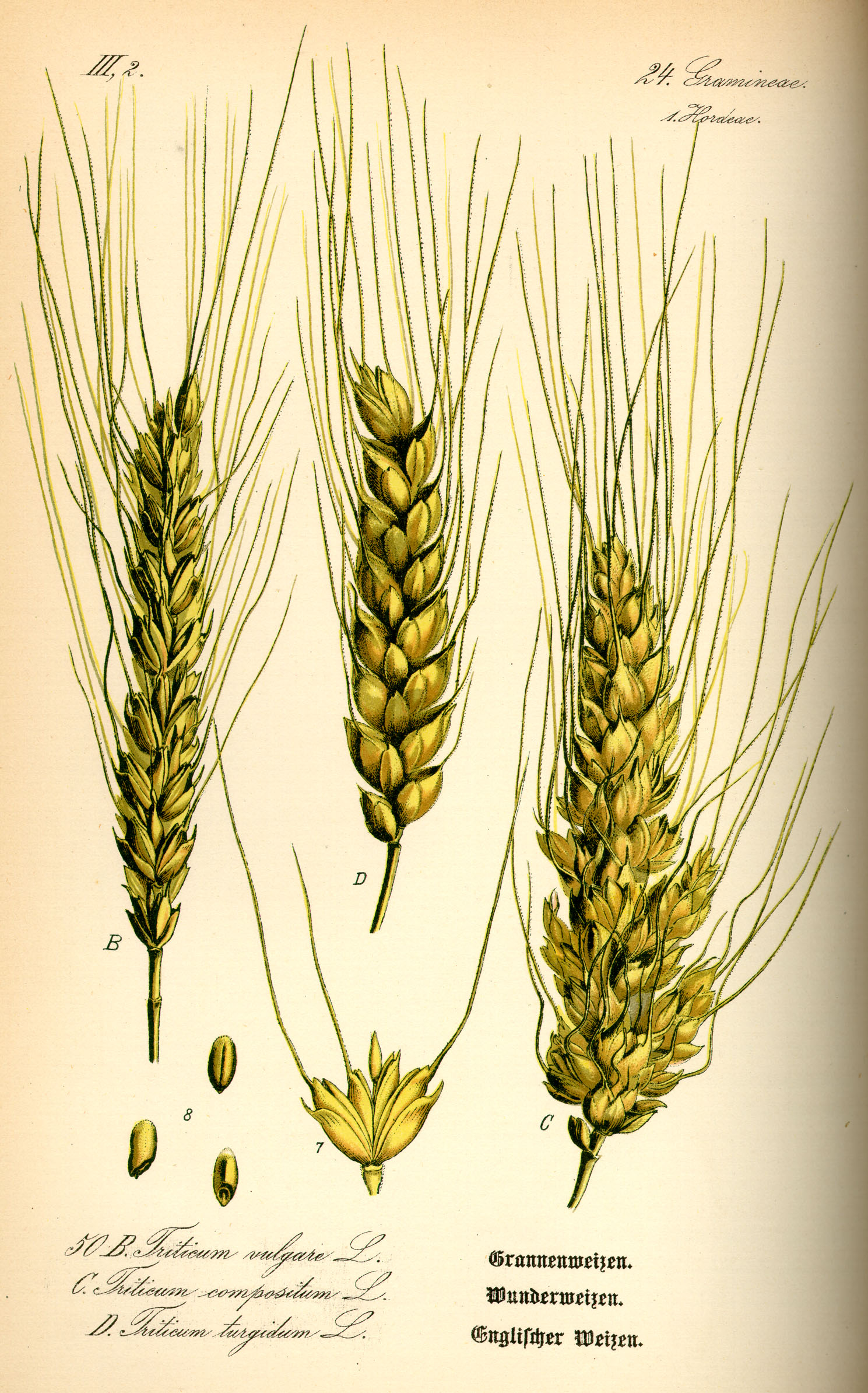 Illustration Triticum aestivum0