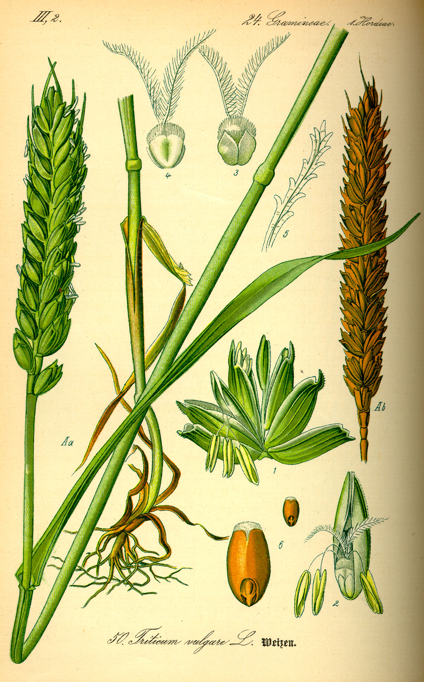 Illustration Triticum aestivum1