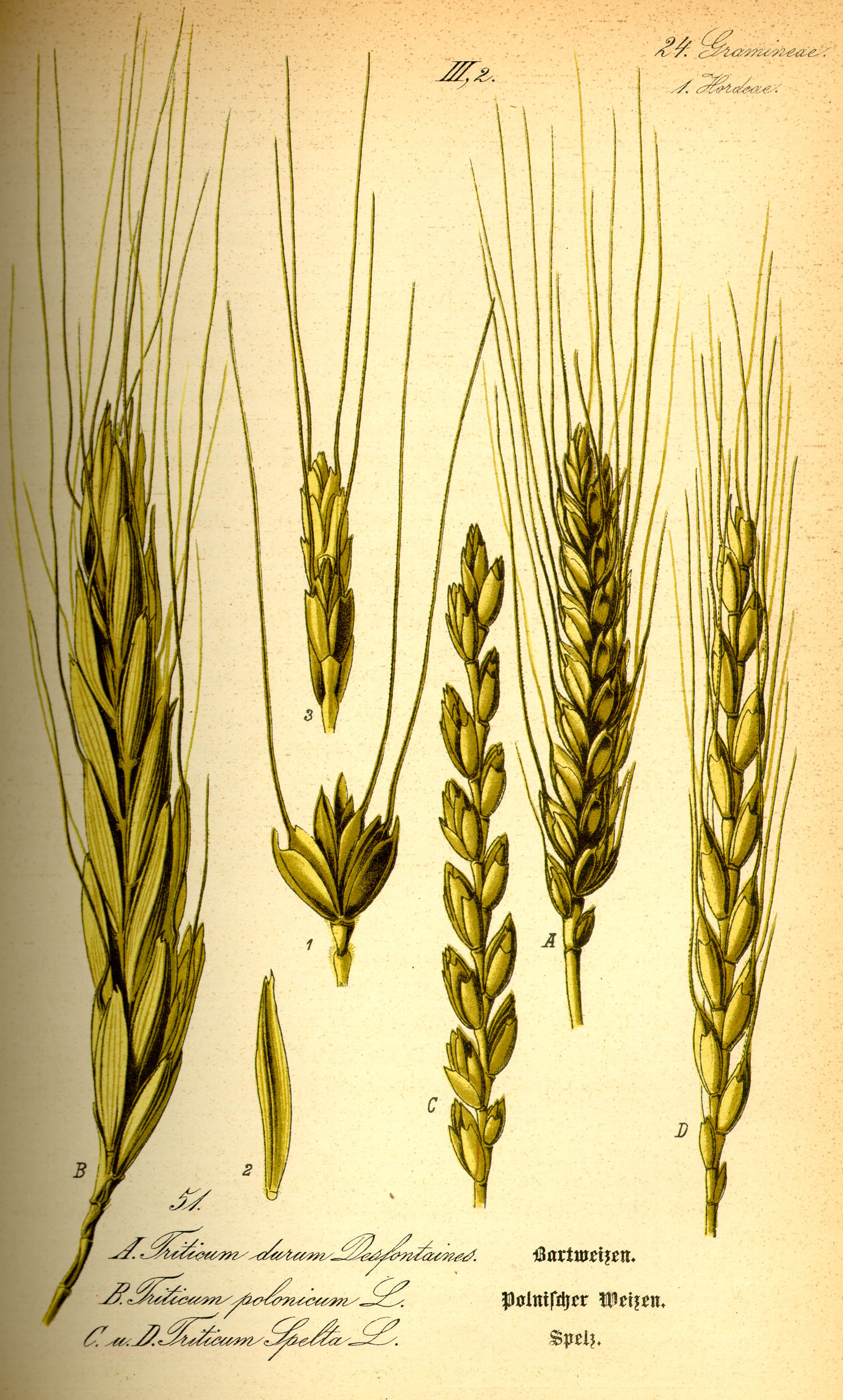 Illustration Triticum spelta0