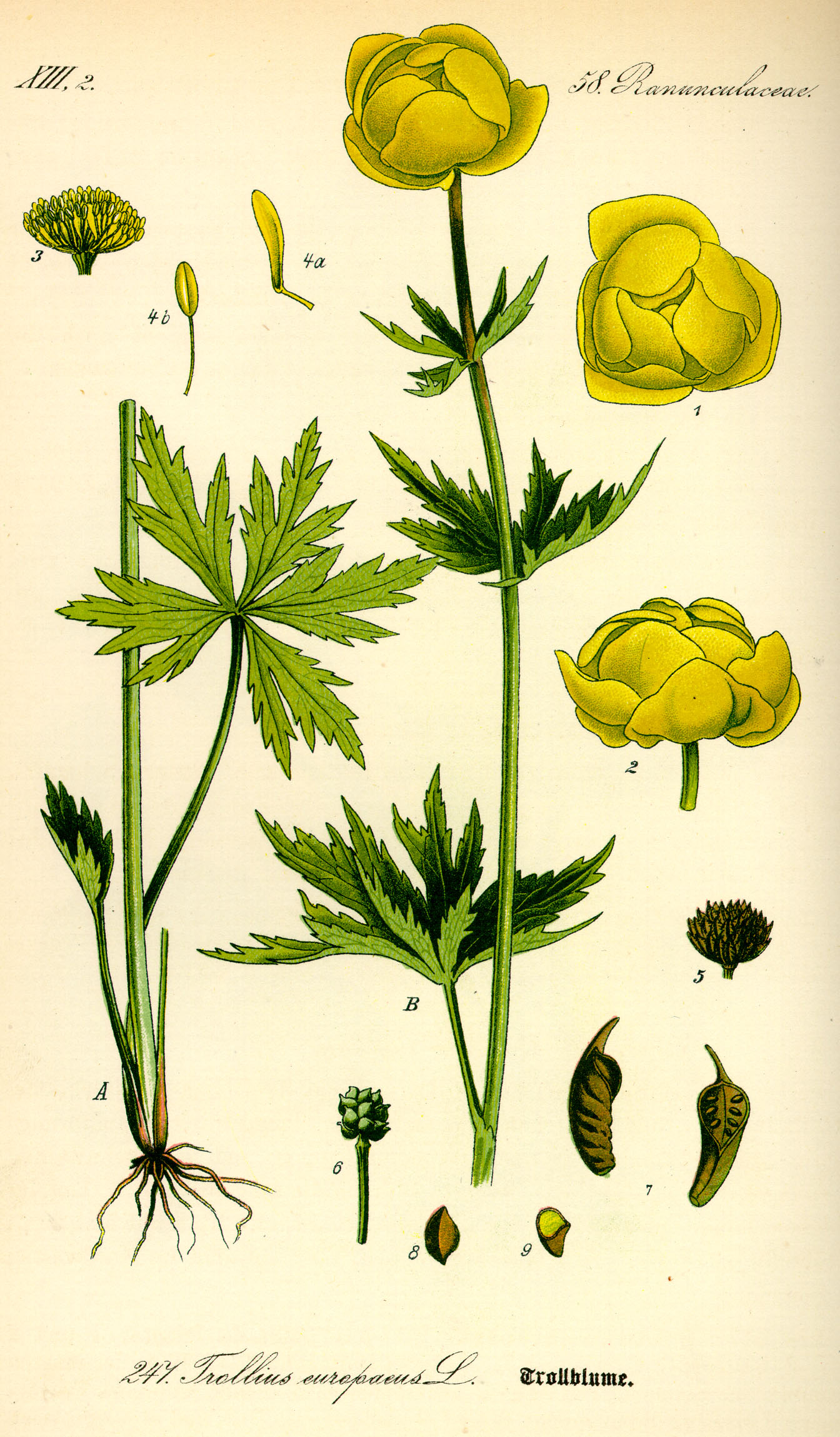 Illustration Trollius europaeus0