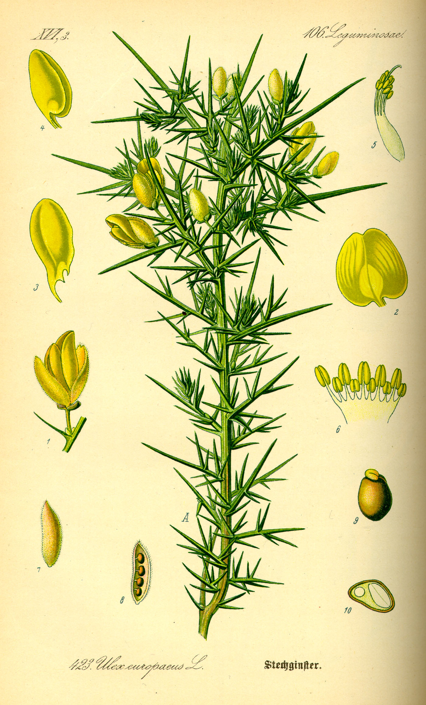 Illustration Ulex europaeus0
