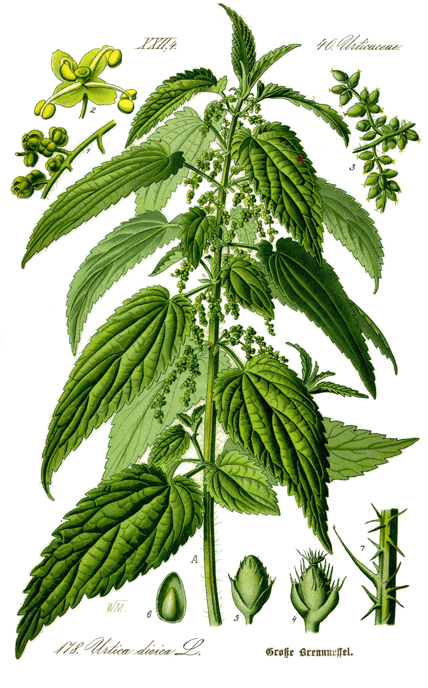 Illustration Urtica dioica0