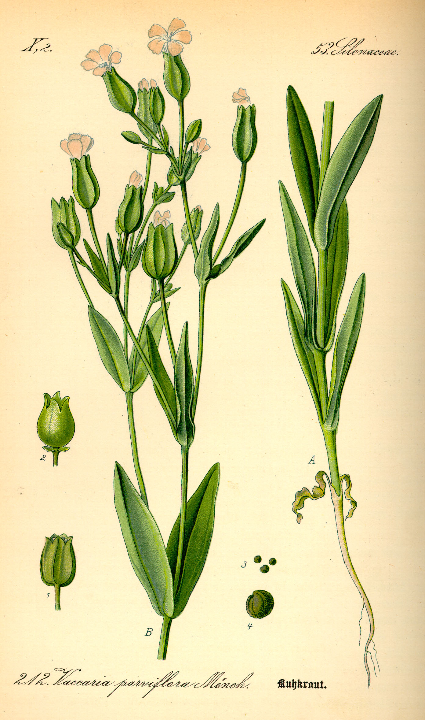 Illustration Vaccaria hispanica0