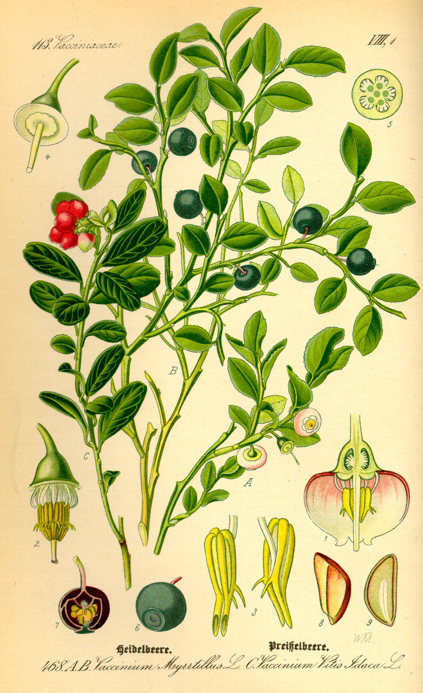 Illustration Vaccinium myrrtillus0