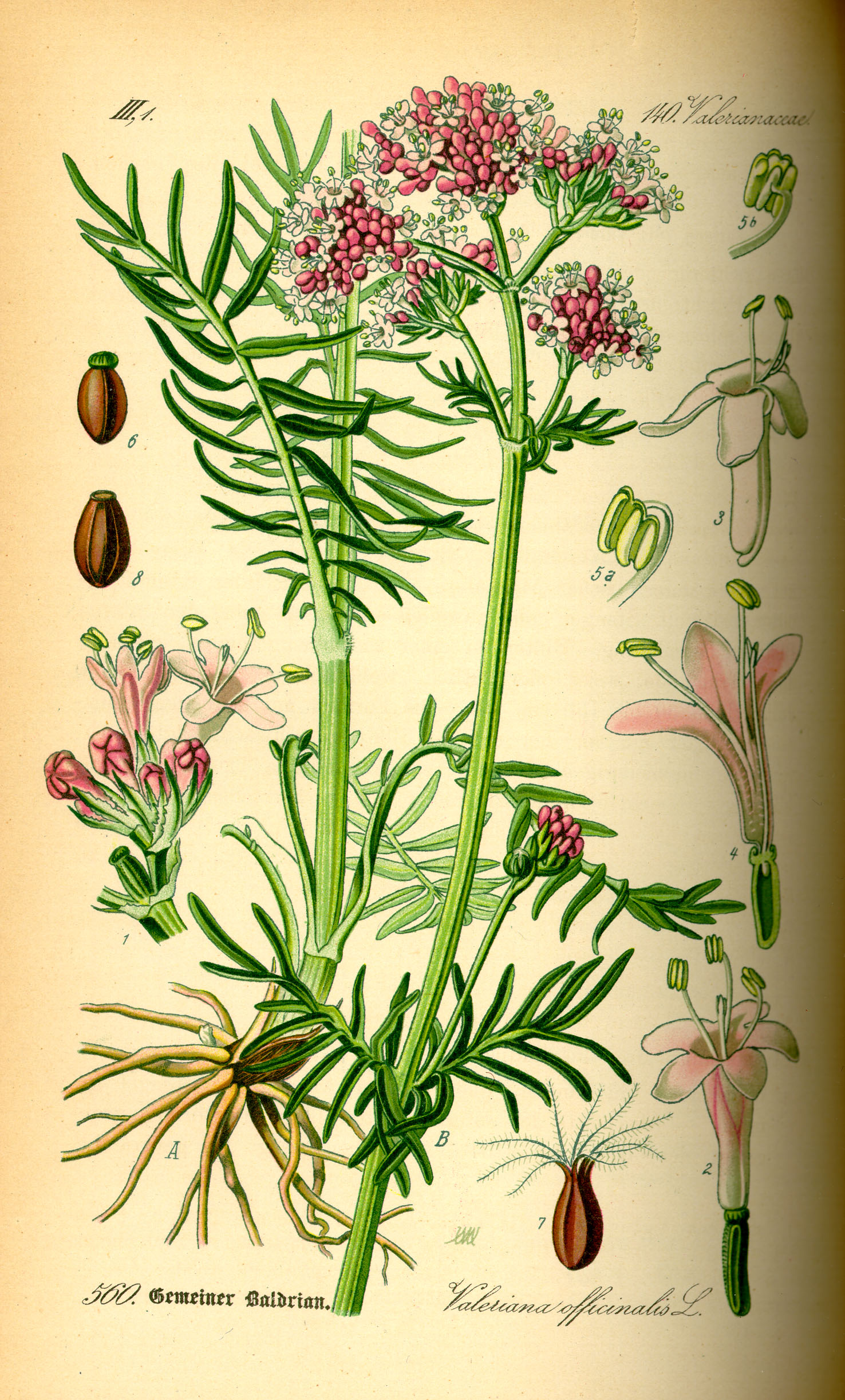 Illustration Valeriana officinalis0