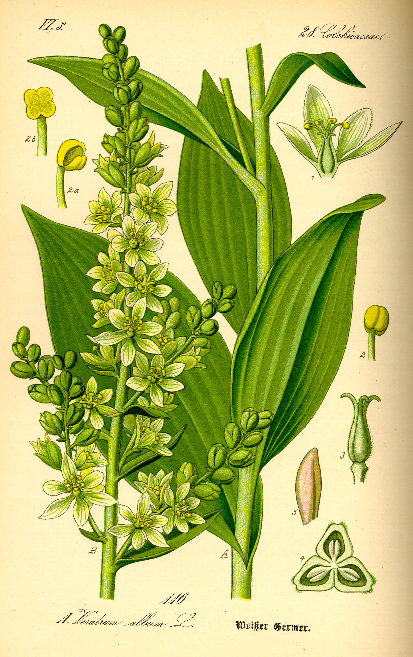 Illustration Veratrum album0