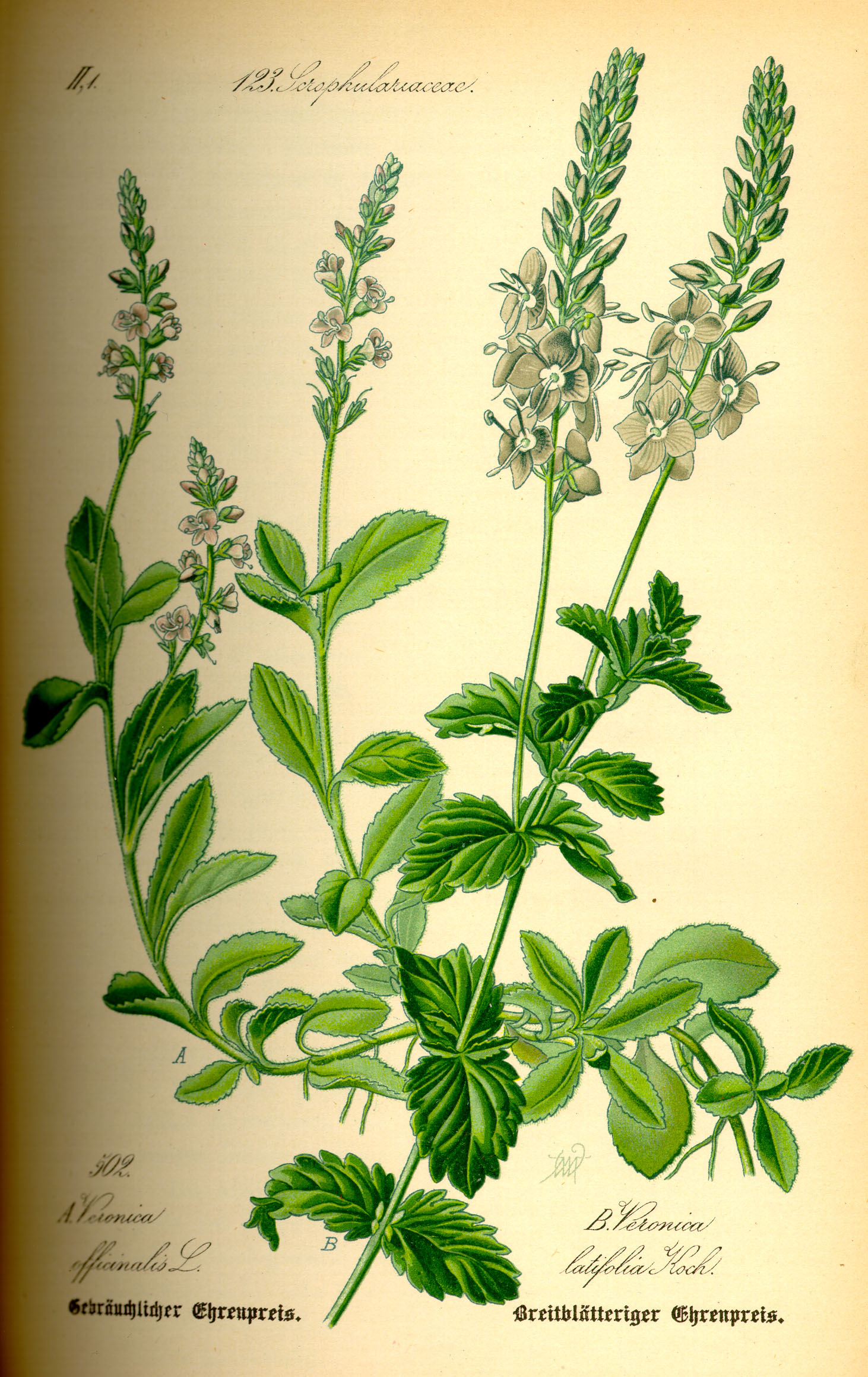Illustration Veronica officinalis0