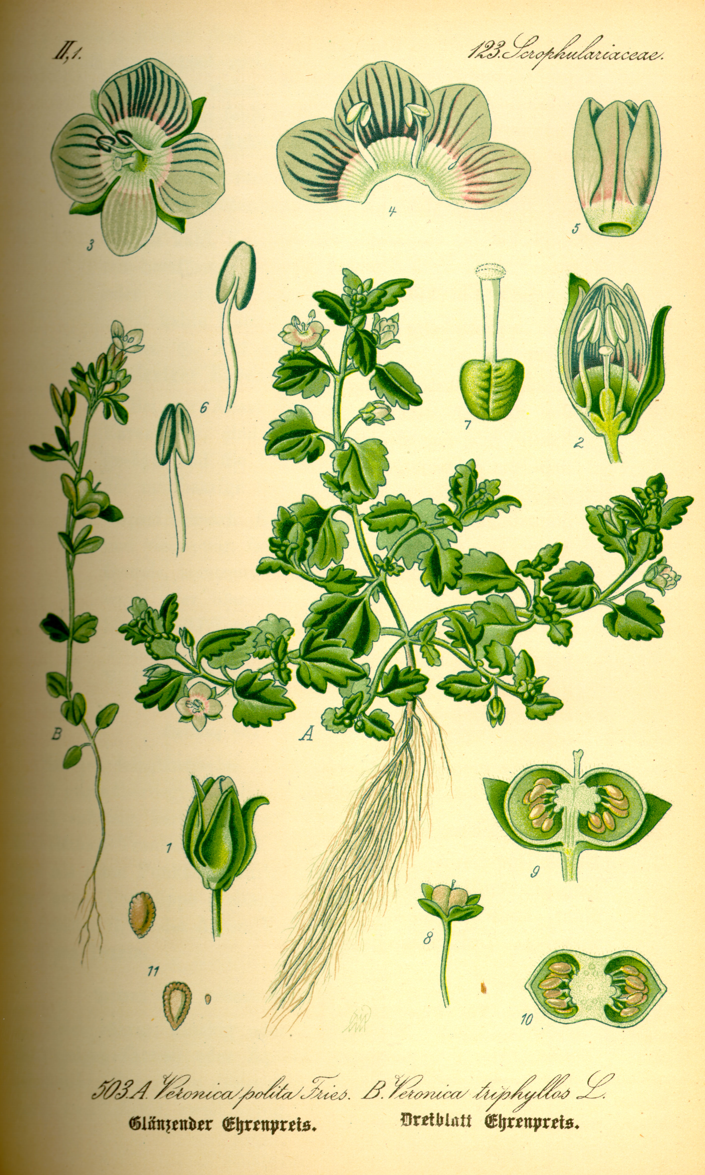 Illustration Veronica triphyllos0