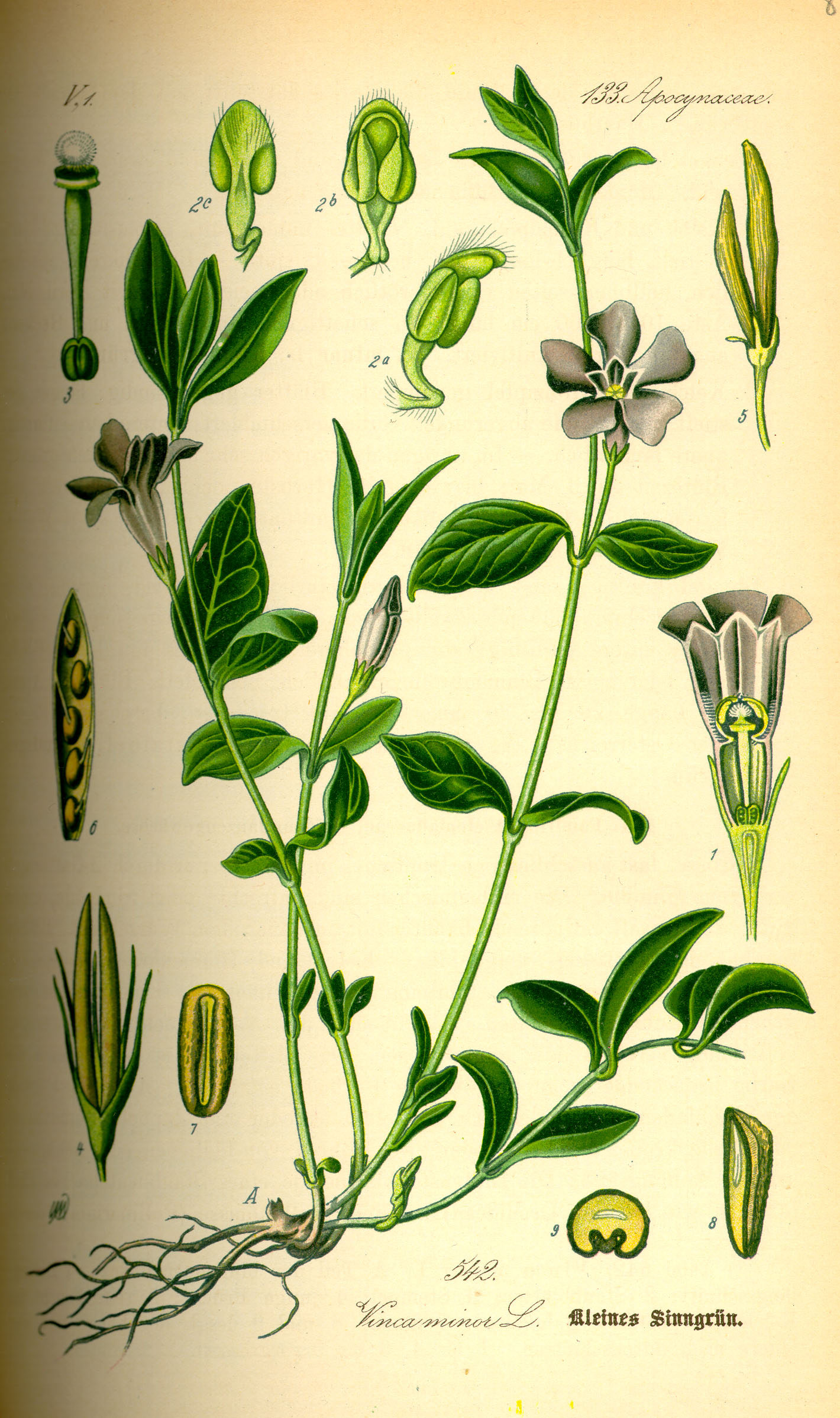Illustration Vinca minor0