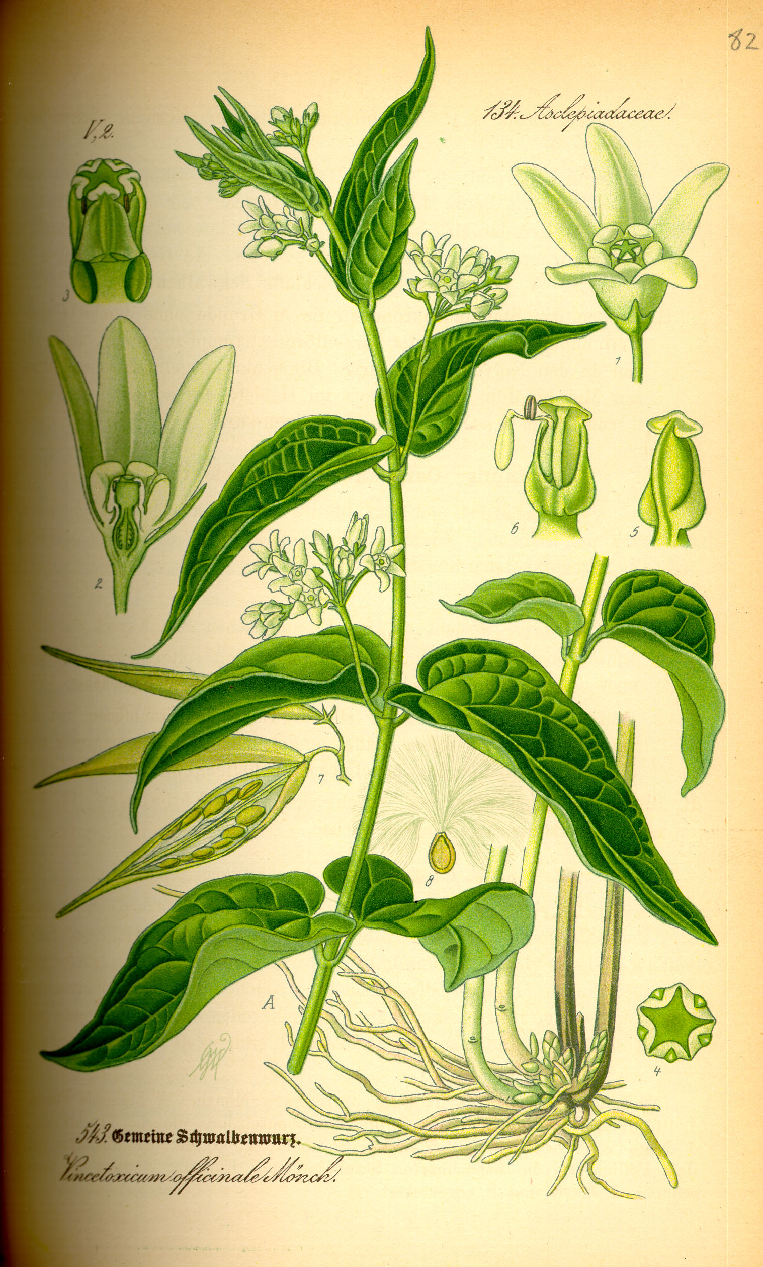 Illustration Vincetoxicum hirundinaria0