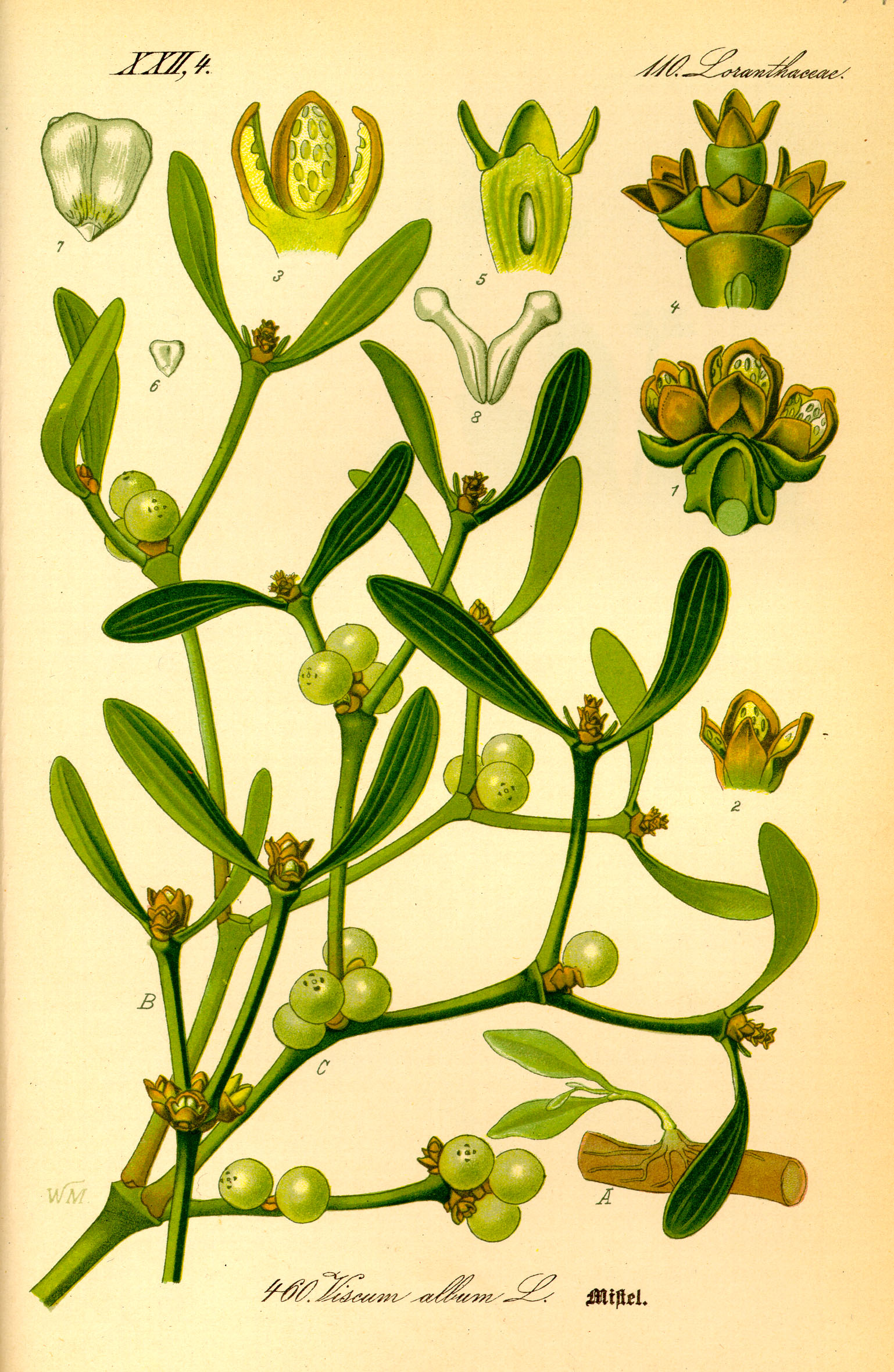 Illustration Viscum album0