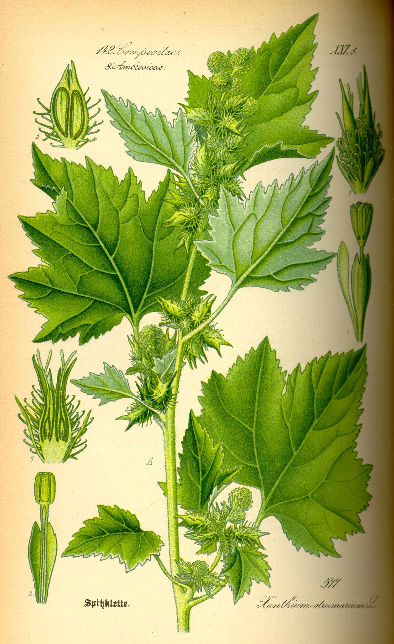 Illustration Xanthium strumarium0