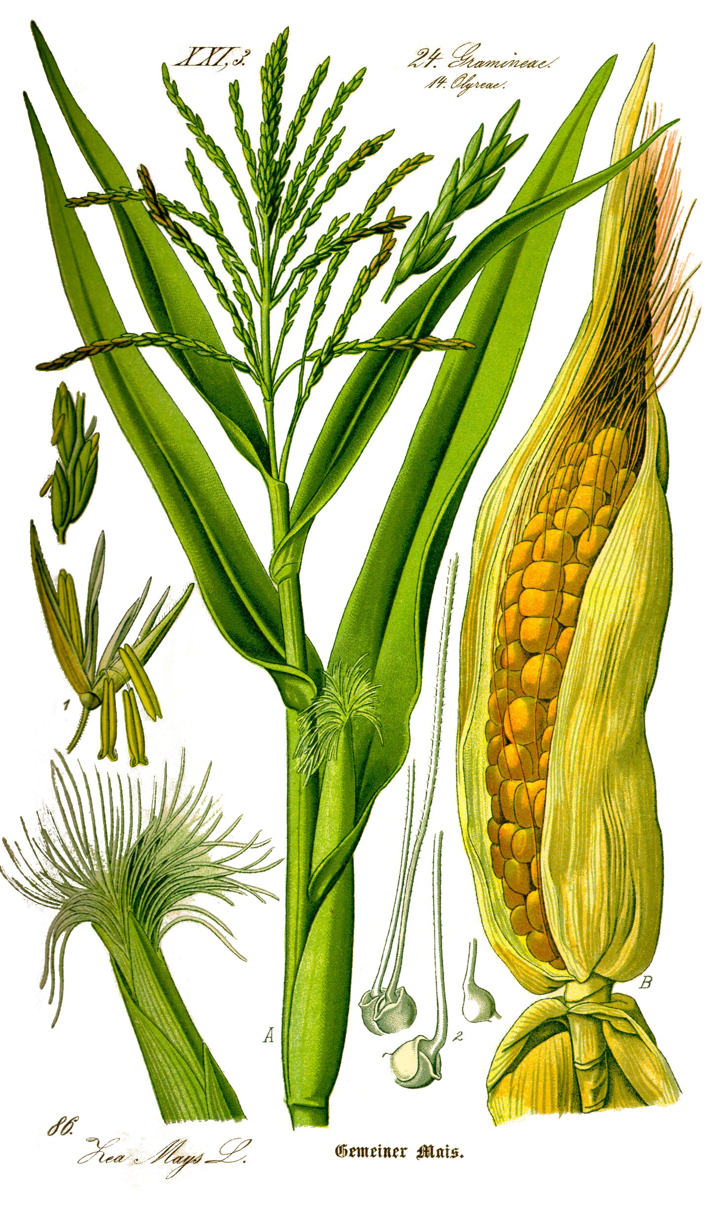 Illustration Zea mays0