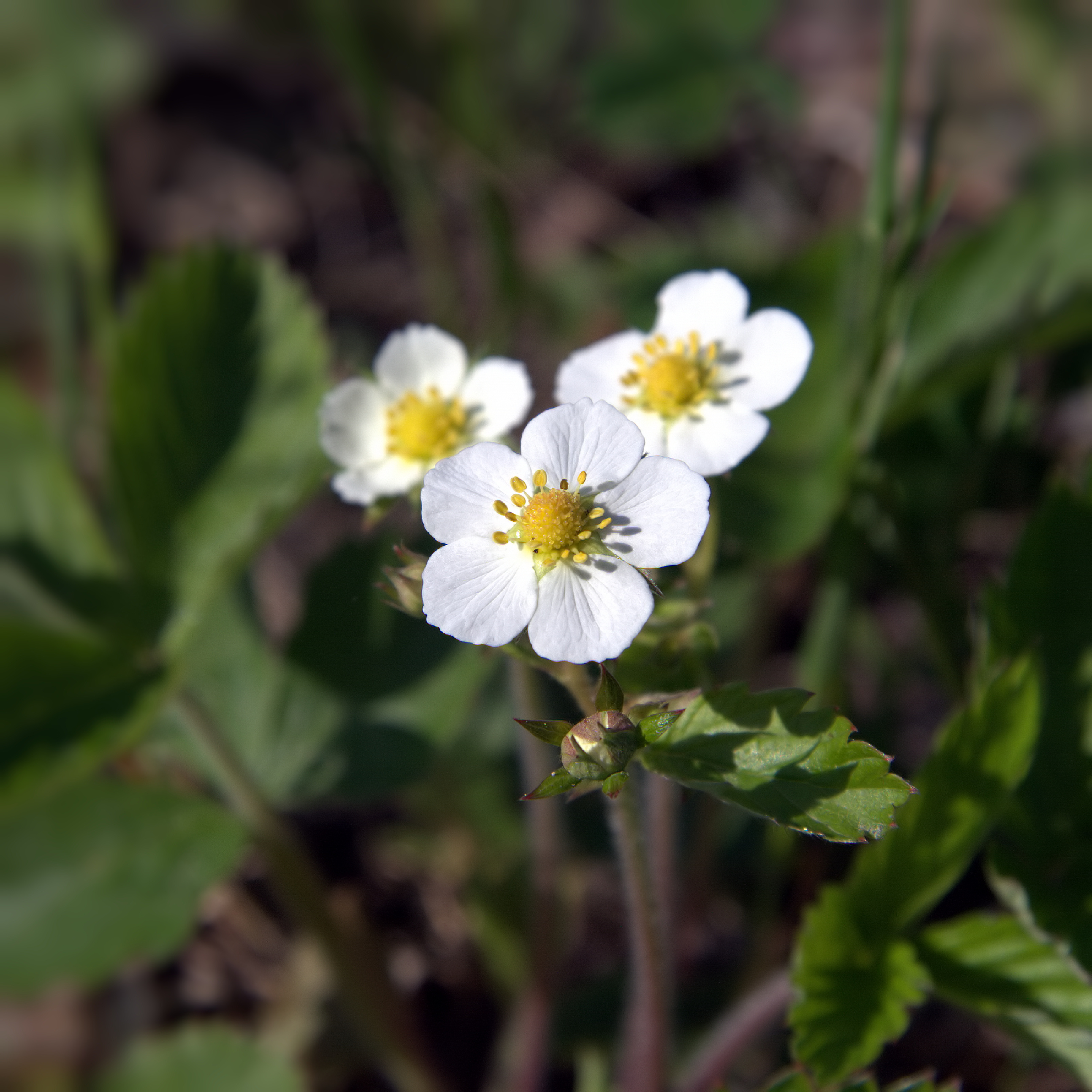 IMG 6128-Fragaria vesca