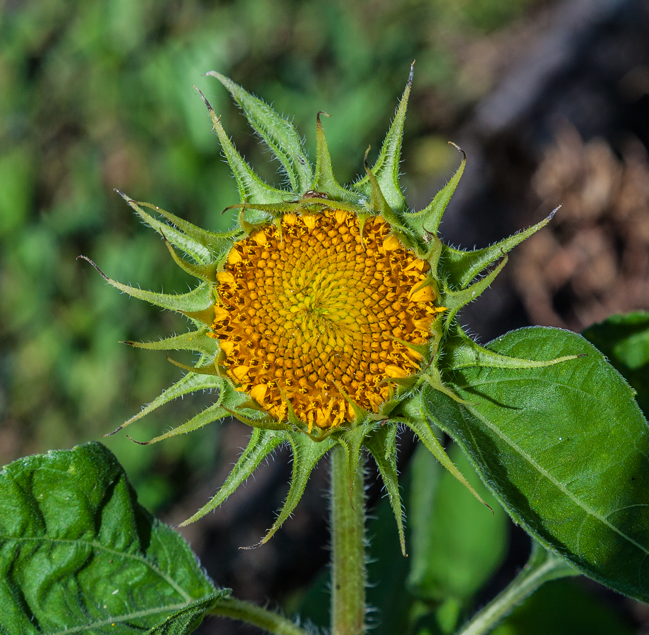 IMG Sonnenblume 8147