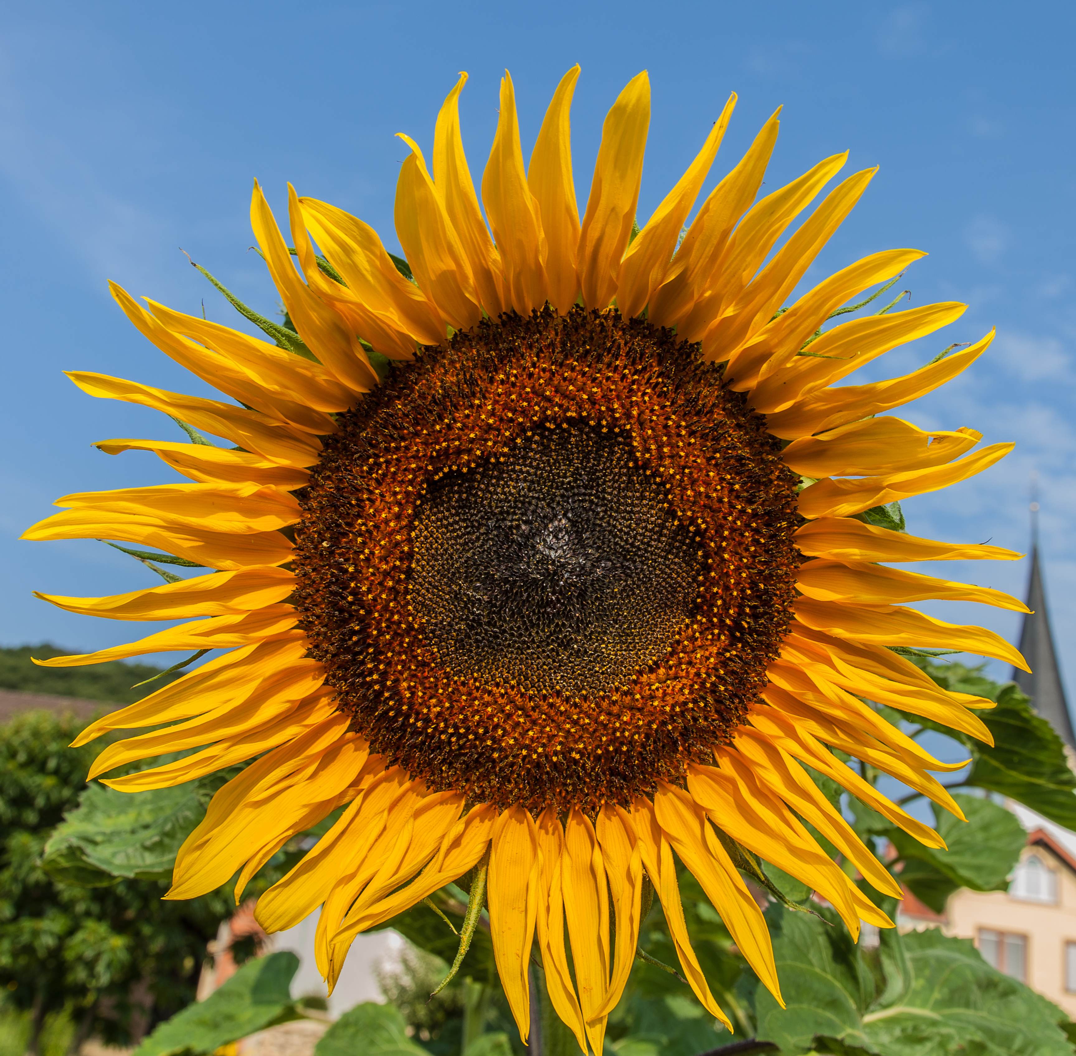 IMG Sonnenblume 8178-2