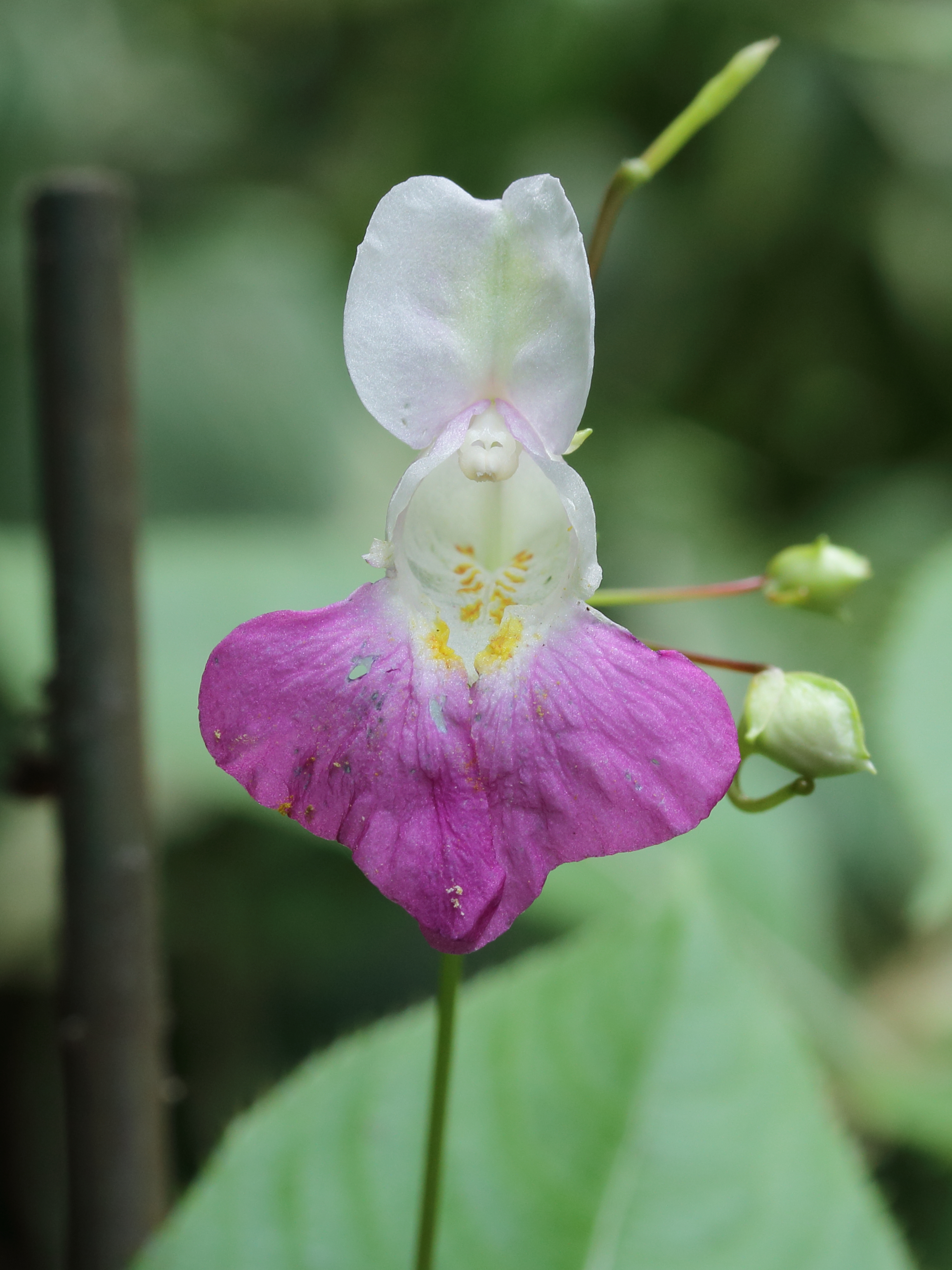 Impatiens 02