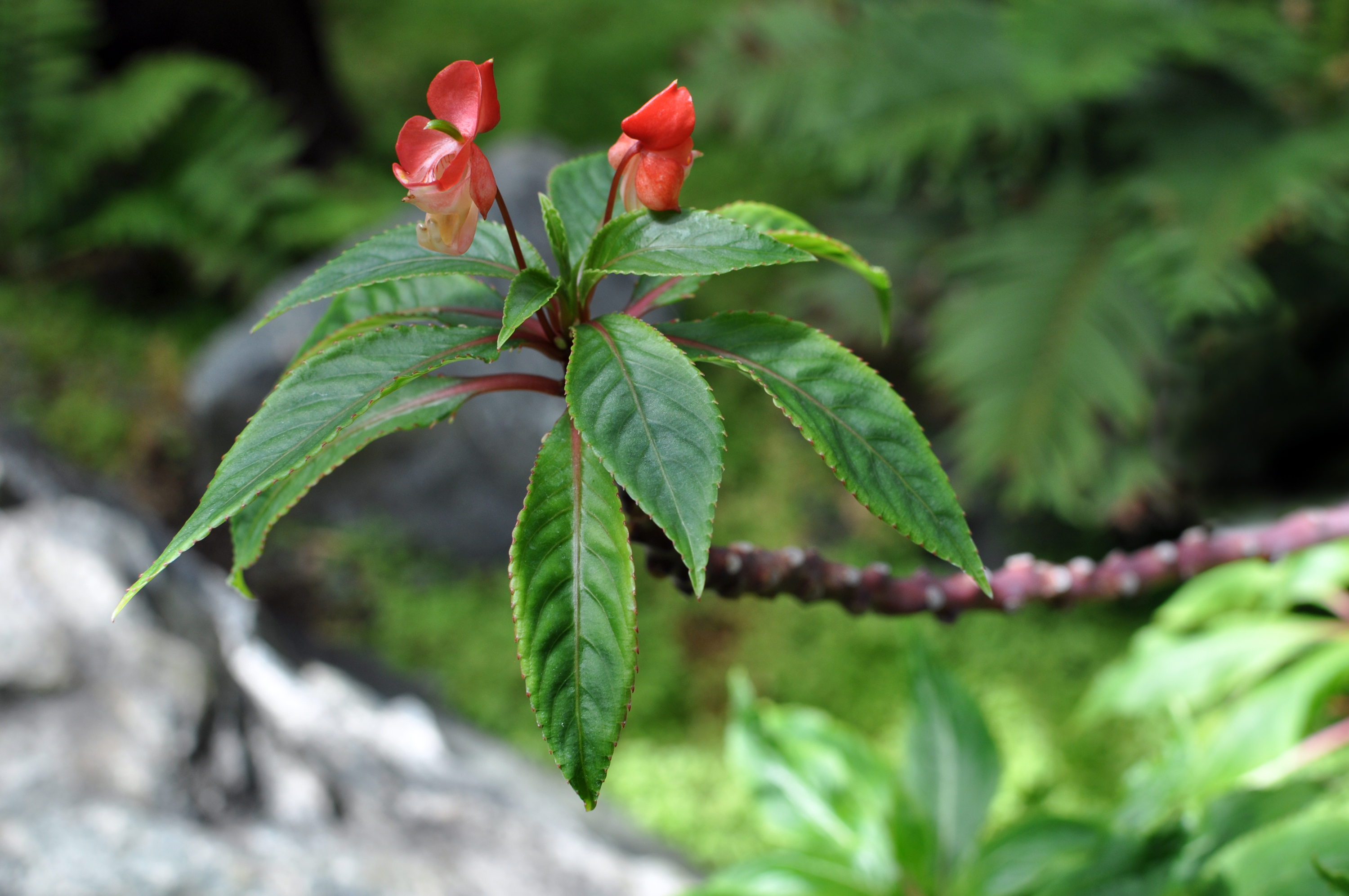 Impatiens bicaudata