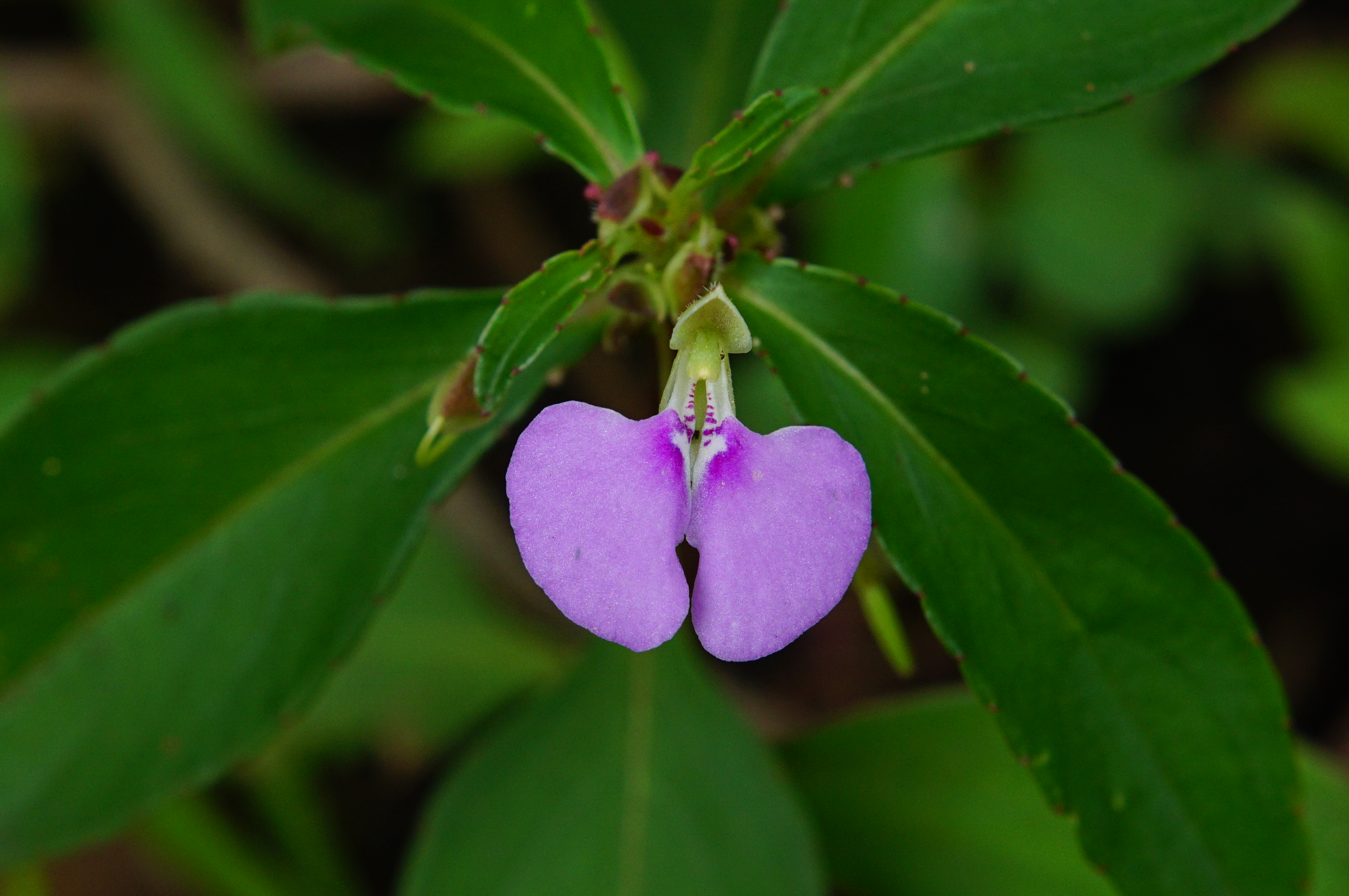Impatiens minor 00219
