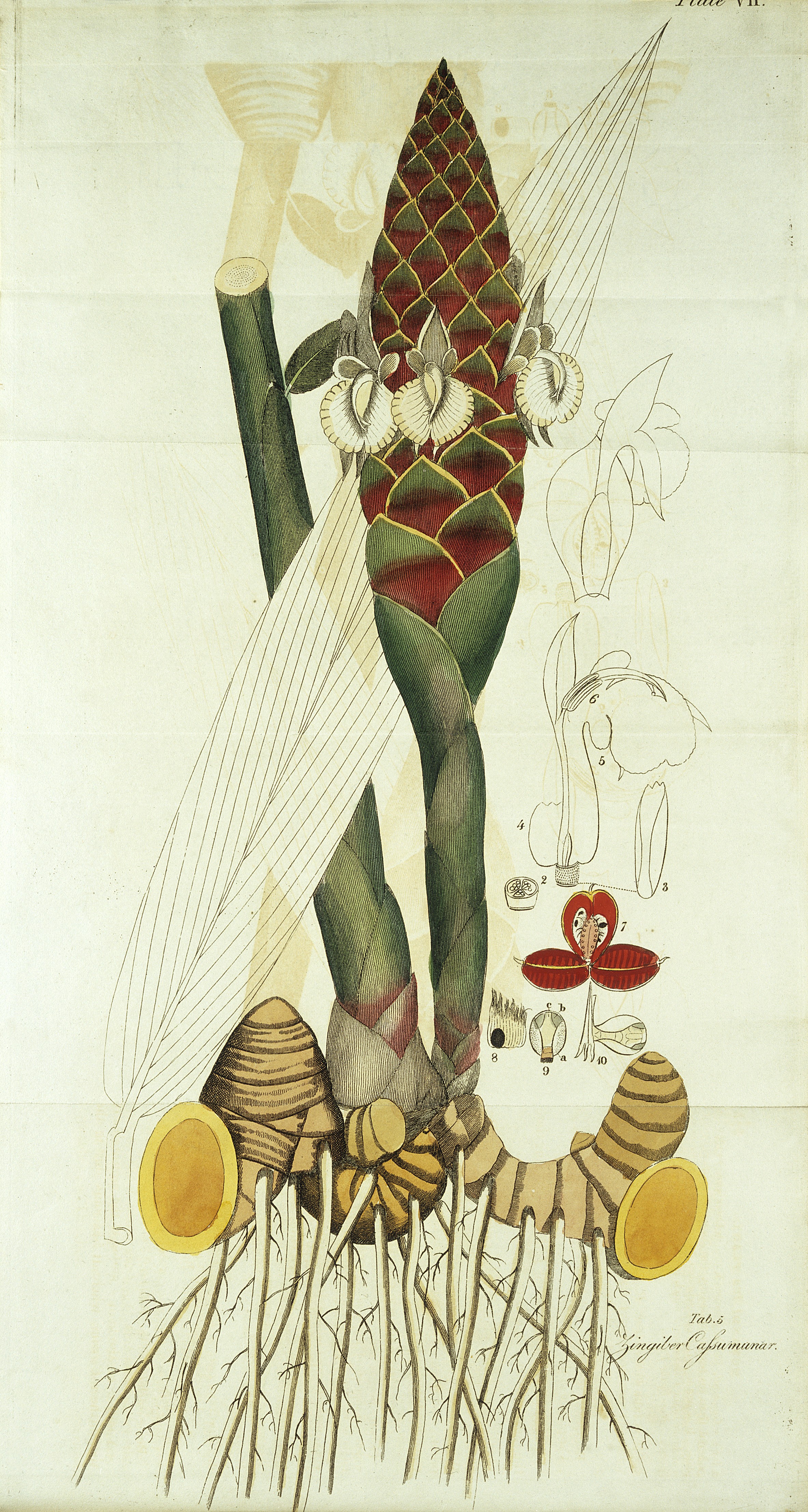 Indian Medicinal Plants and Drugs Wellcome L0032804