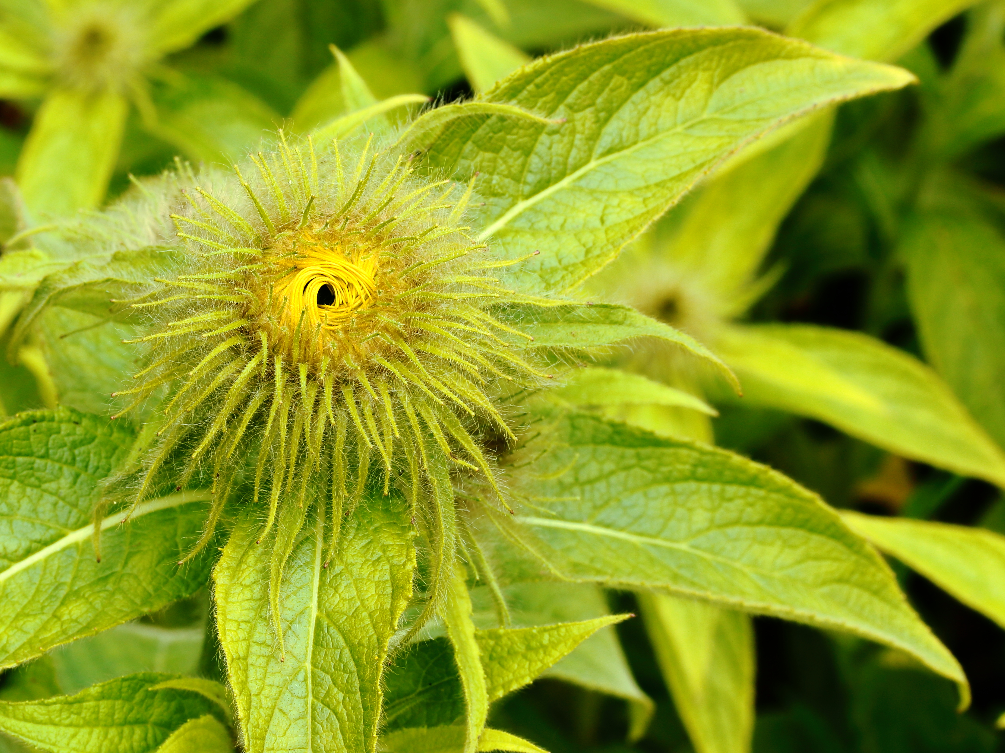 Inula hookeri 02