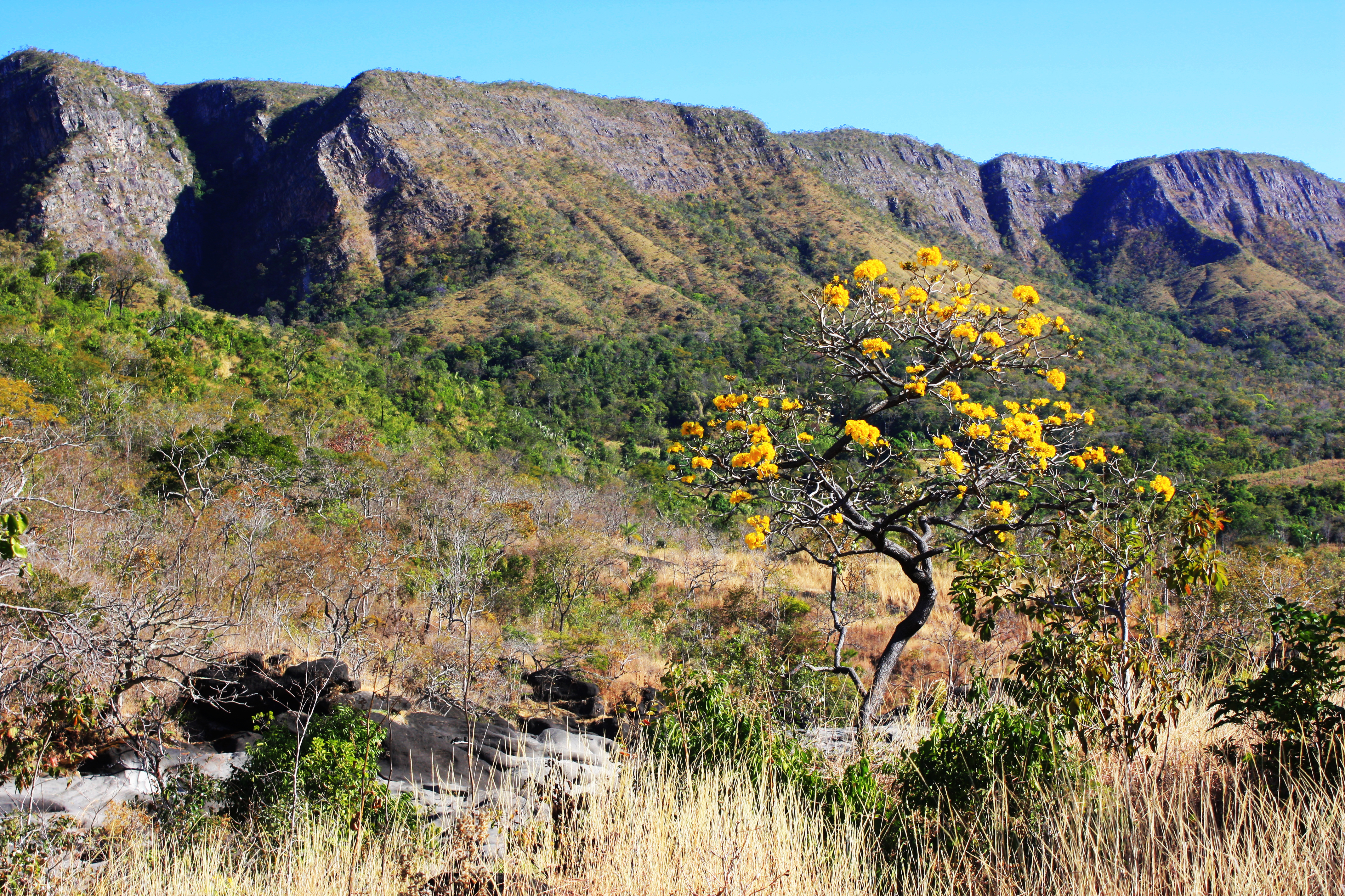Ipê Amarelo - Chapada dos Veadeiros