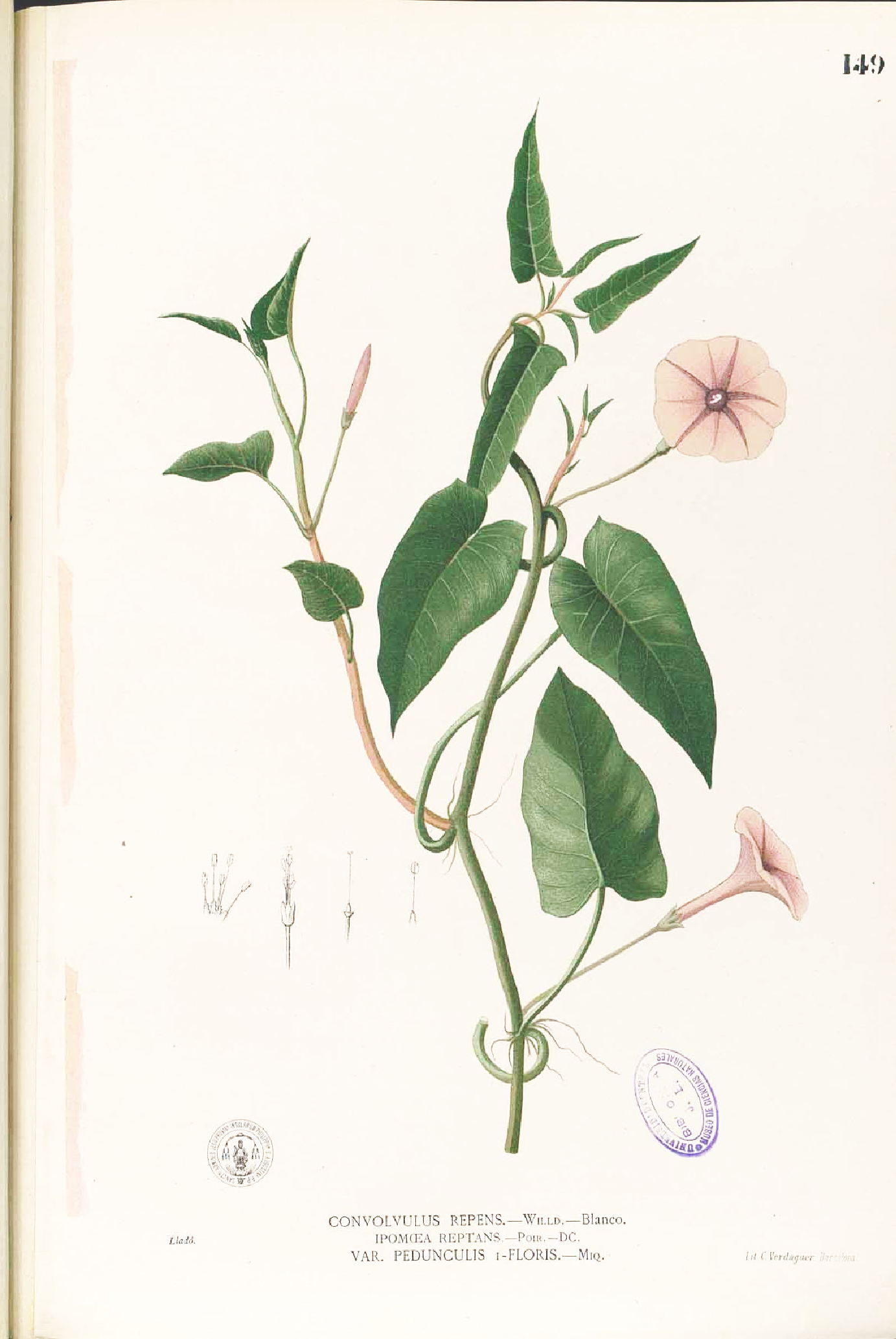 Ipomoea aquatica Blanco1.149