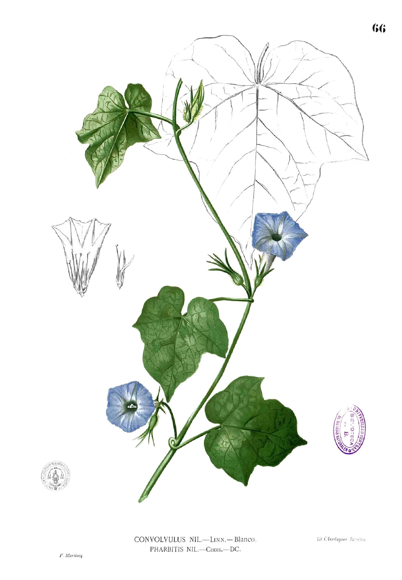 Ipomoea hederacea Blanco1.66