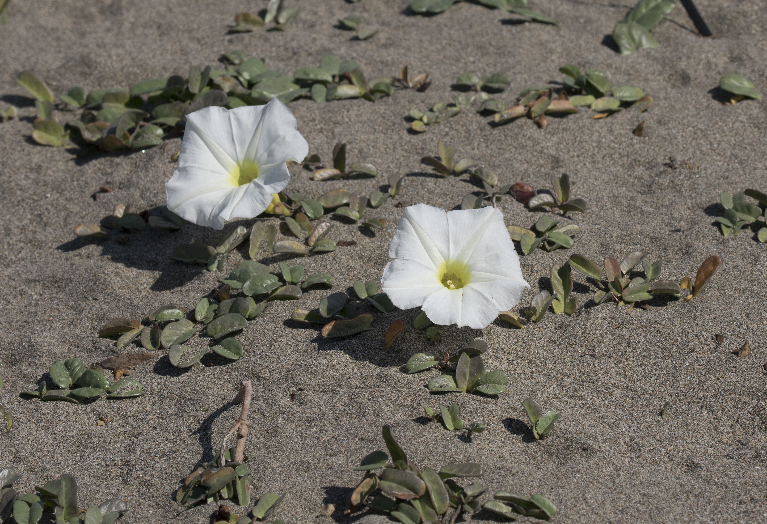 Ipomoea imperati - Beach Morning-glory 1
