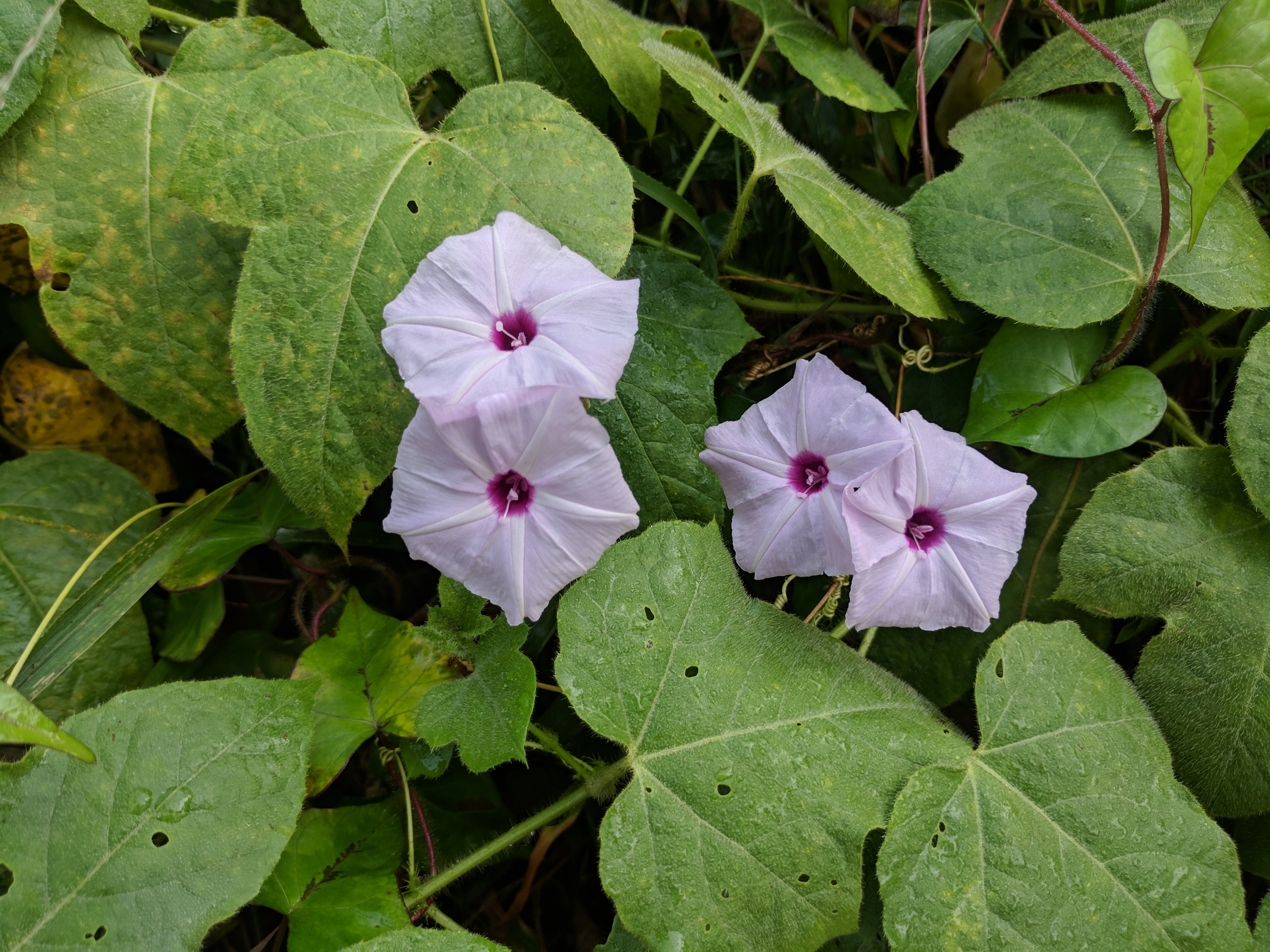 Ipomoea sp 27