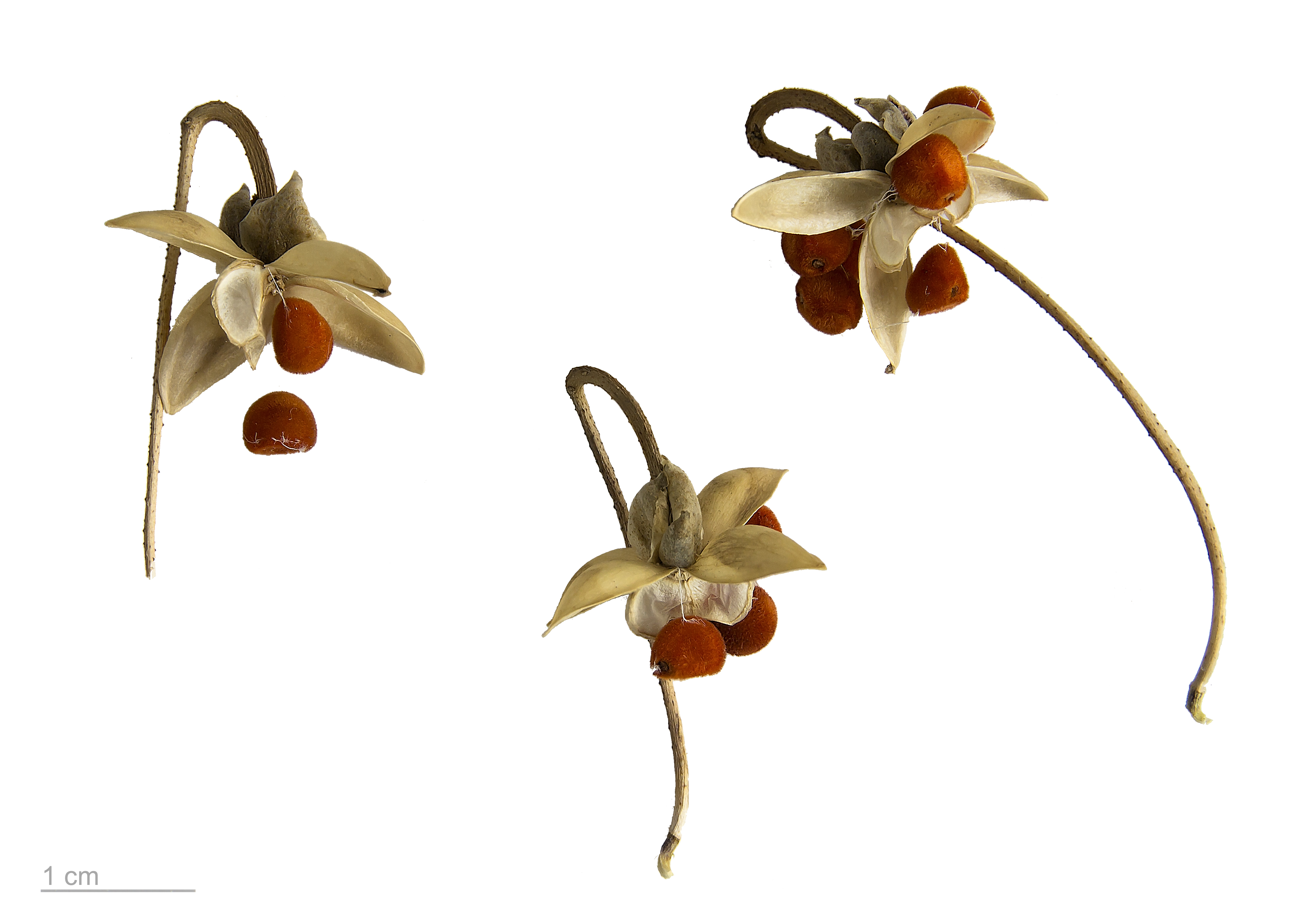 Ipomoea transvaalensis MHNT.BOT.2018.6.13