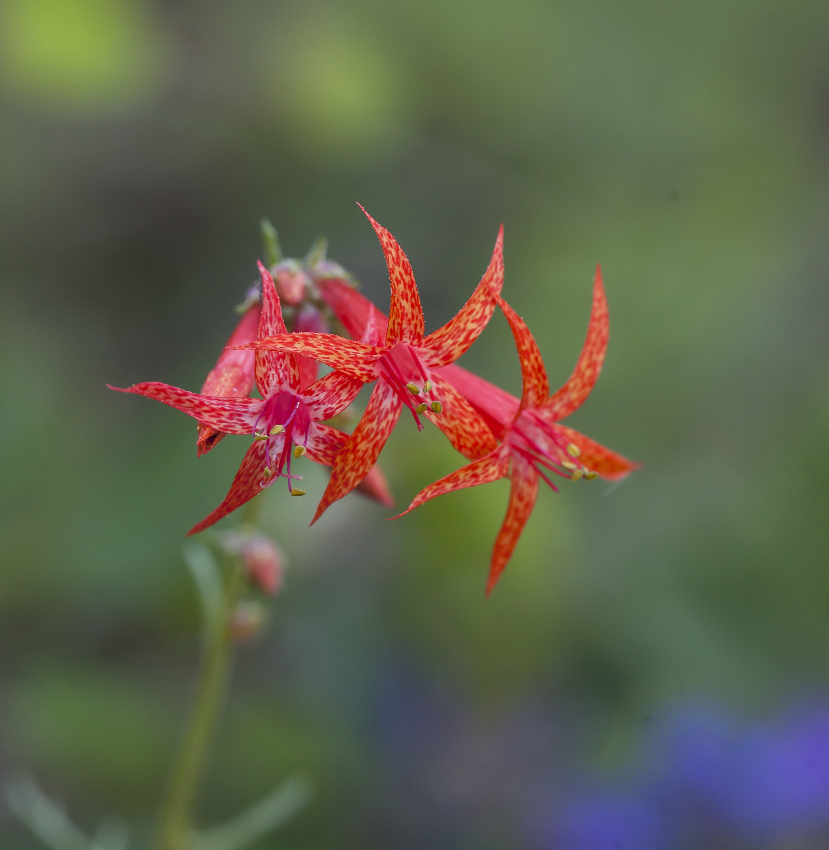 Ipomopsis aggregata subsp. aggregata (14898769745)