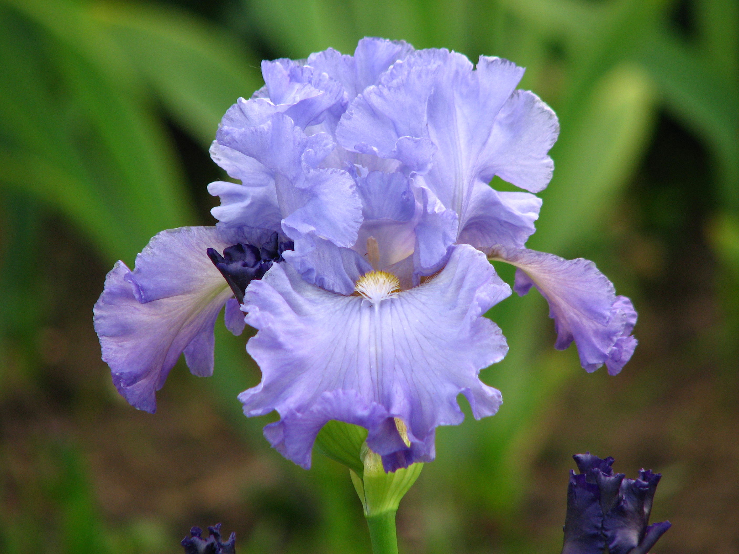 Iris 'Filkina Gramota' 01
