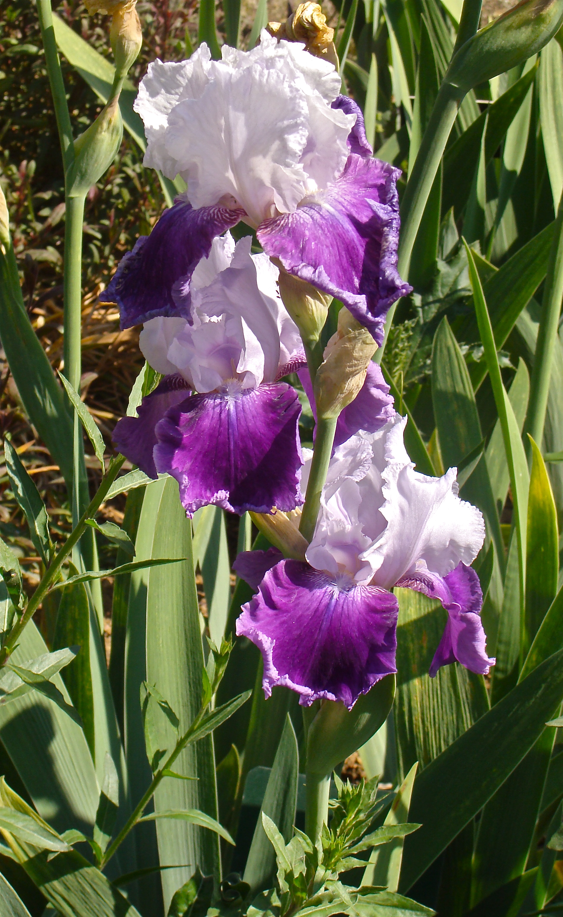 Iris 