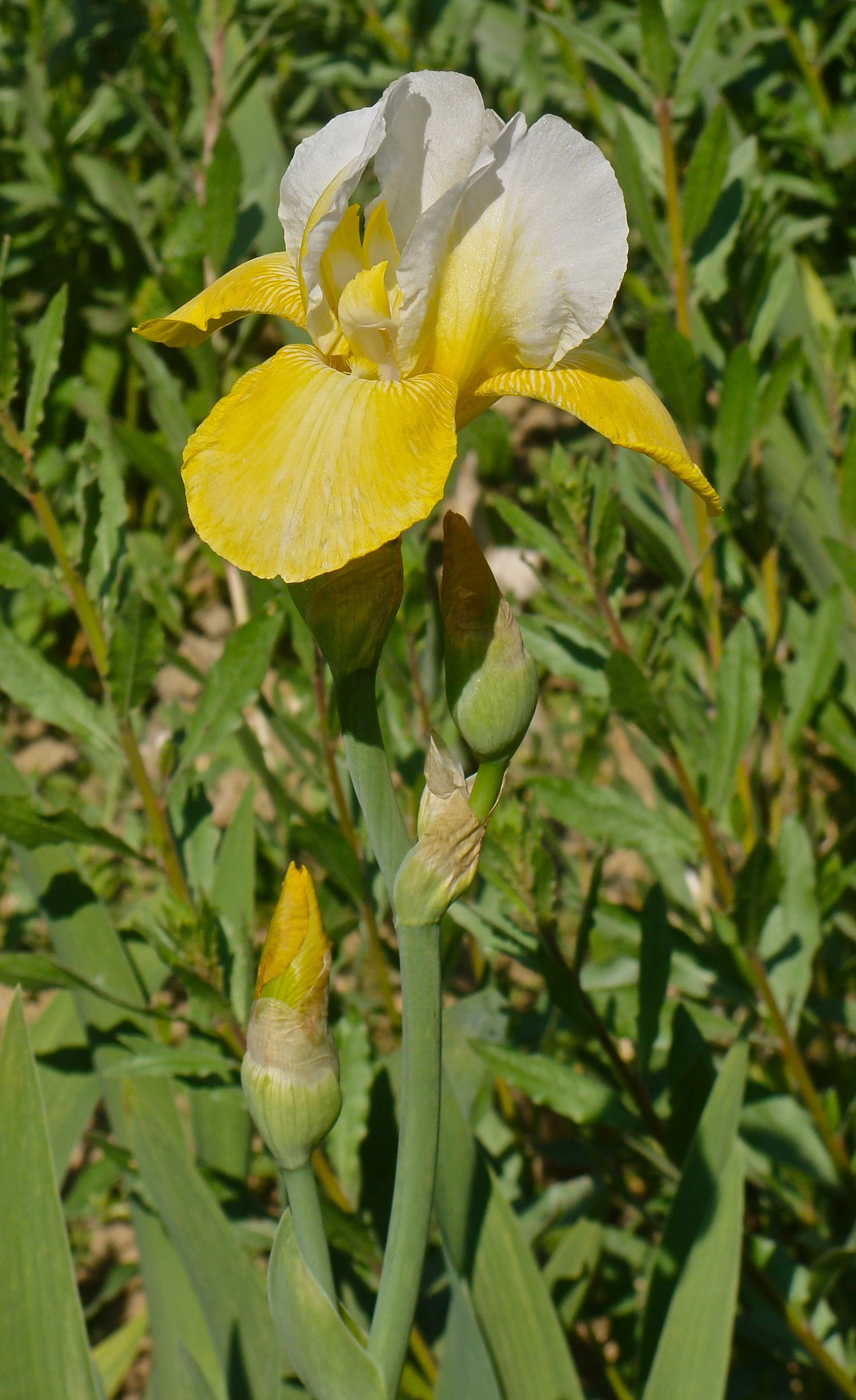 Iris 