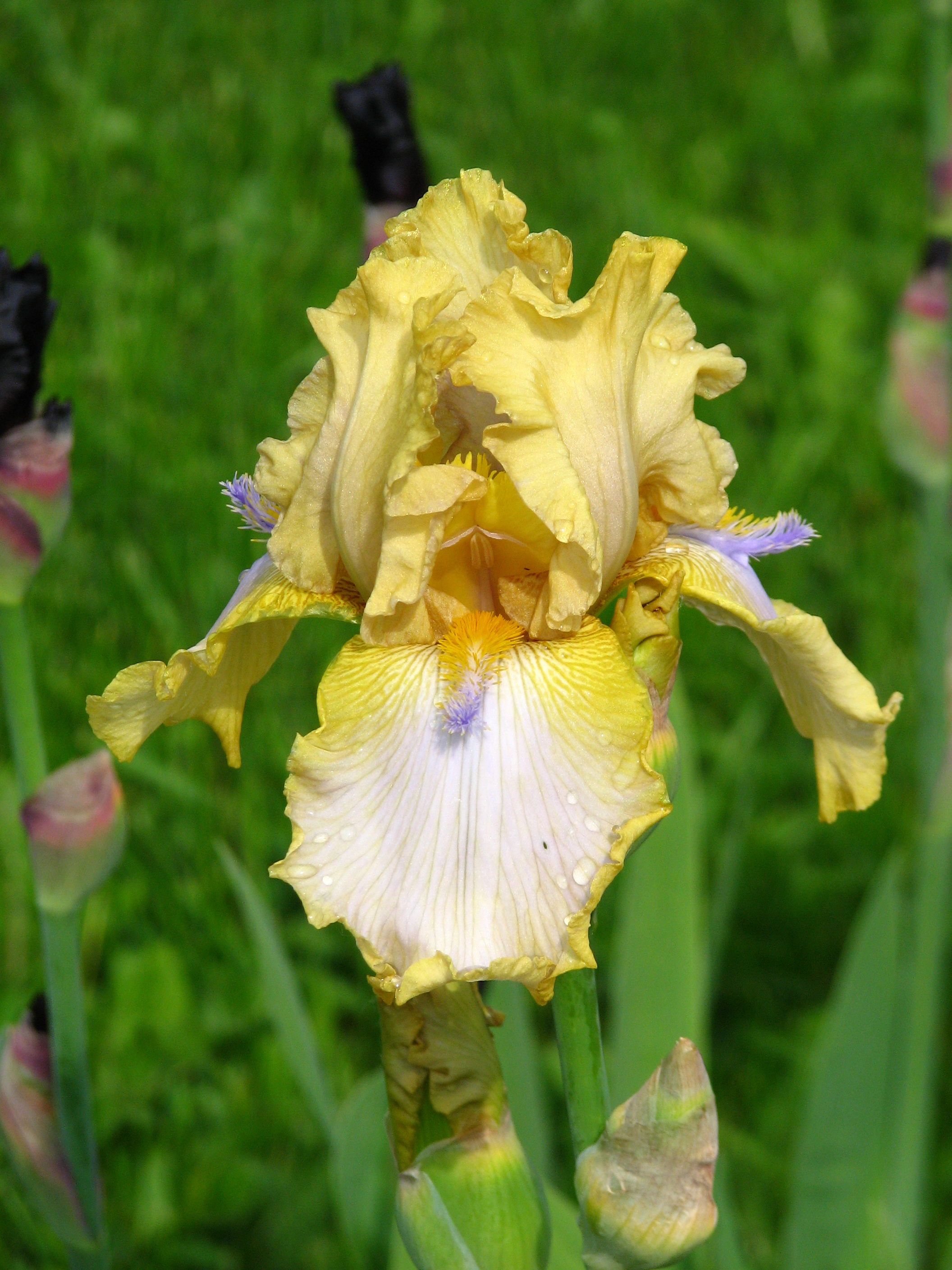 Iris 'Songbird' 01