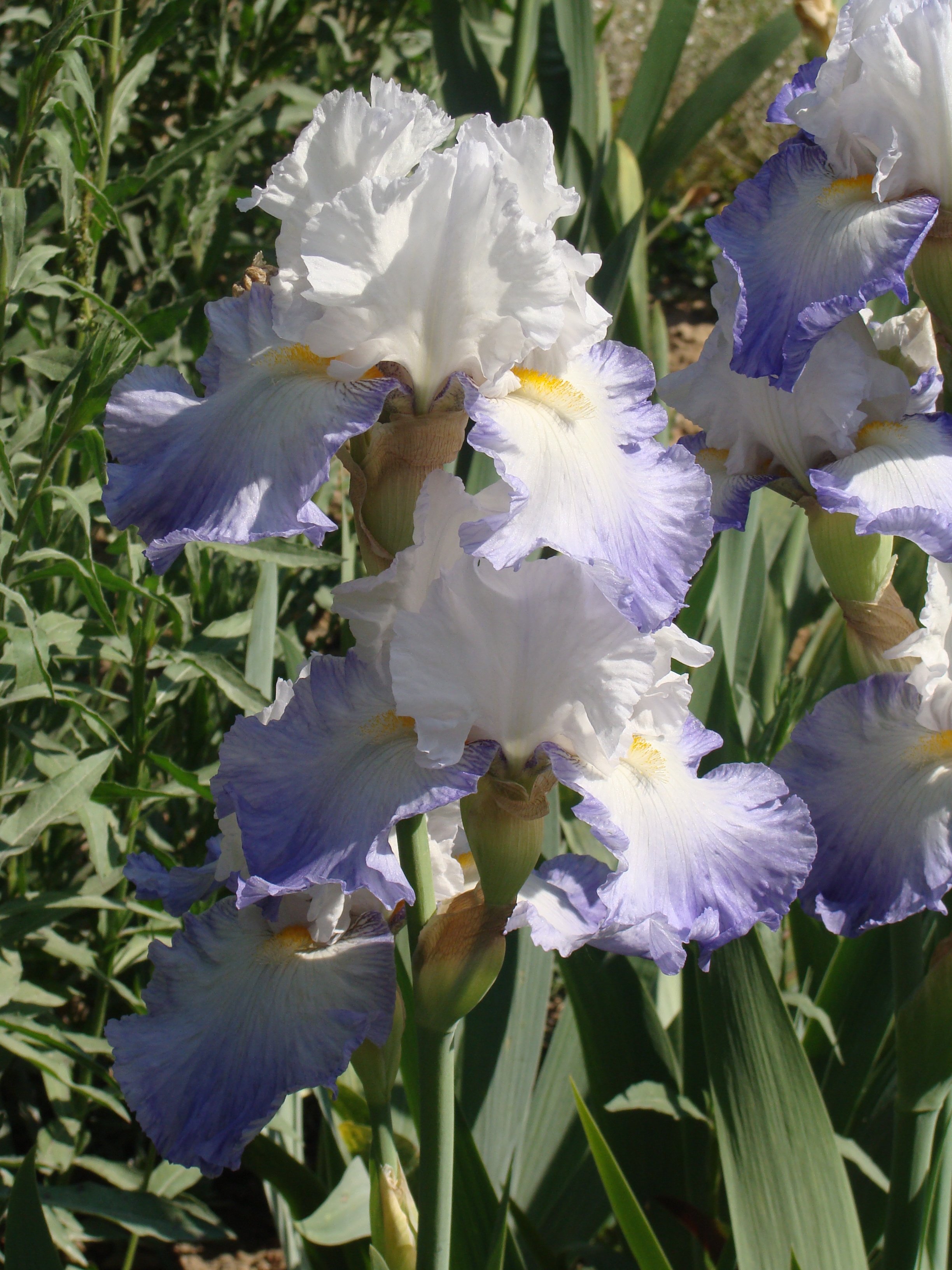 Iris alizés