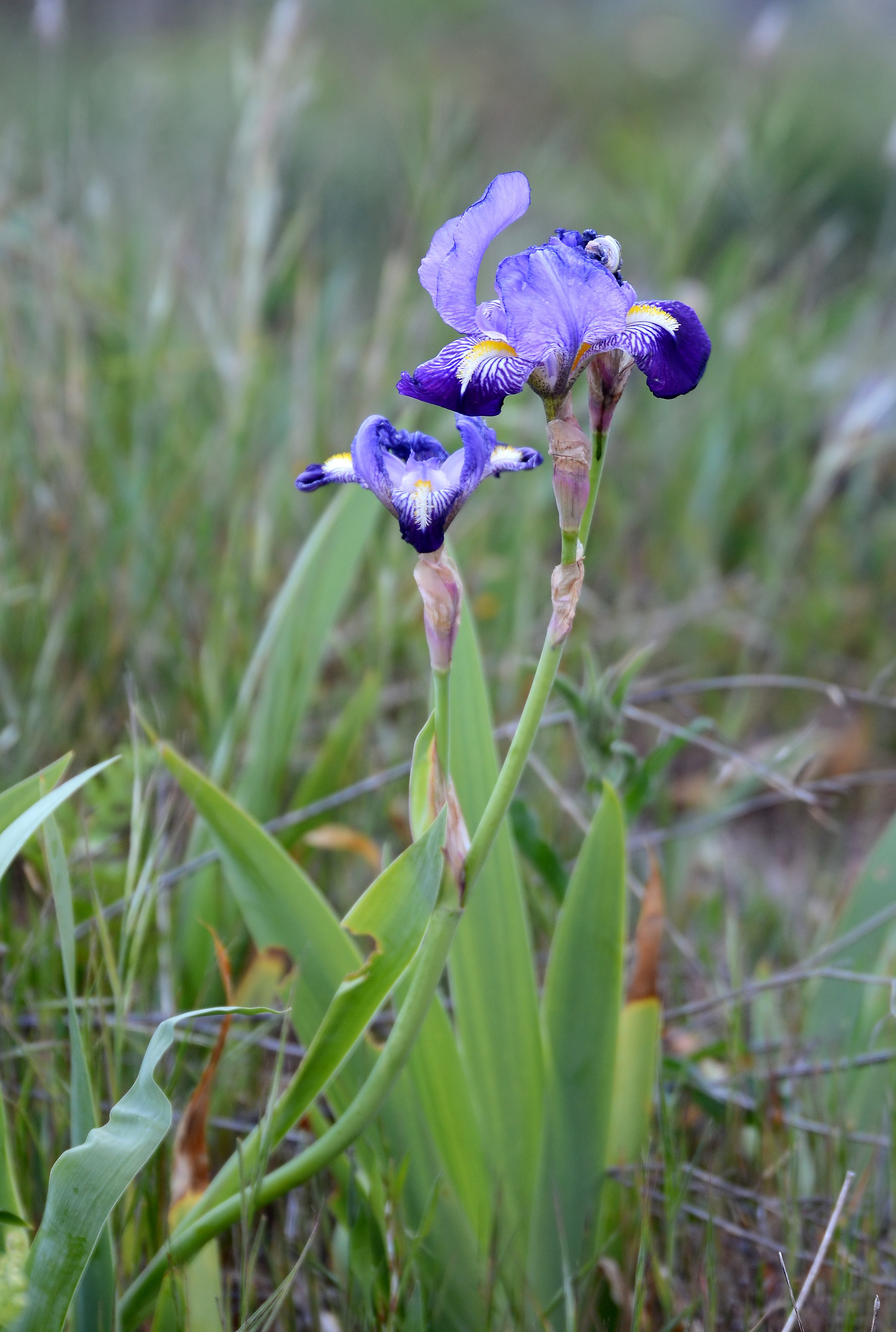 Iris April 2015-3