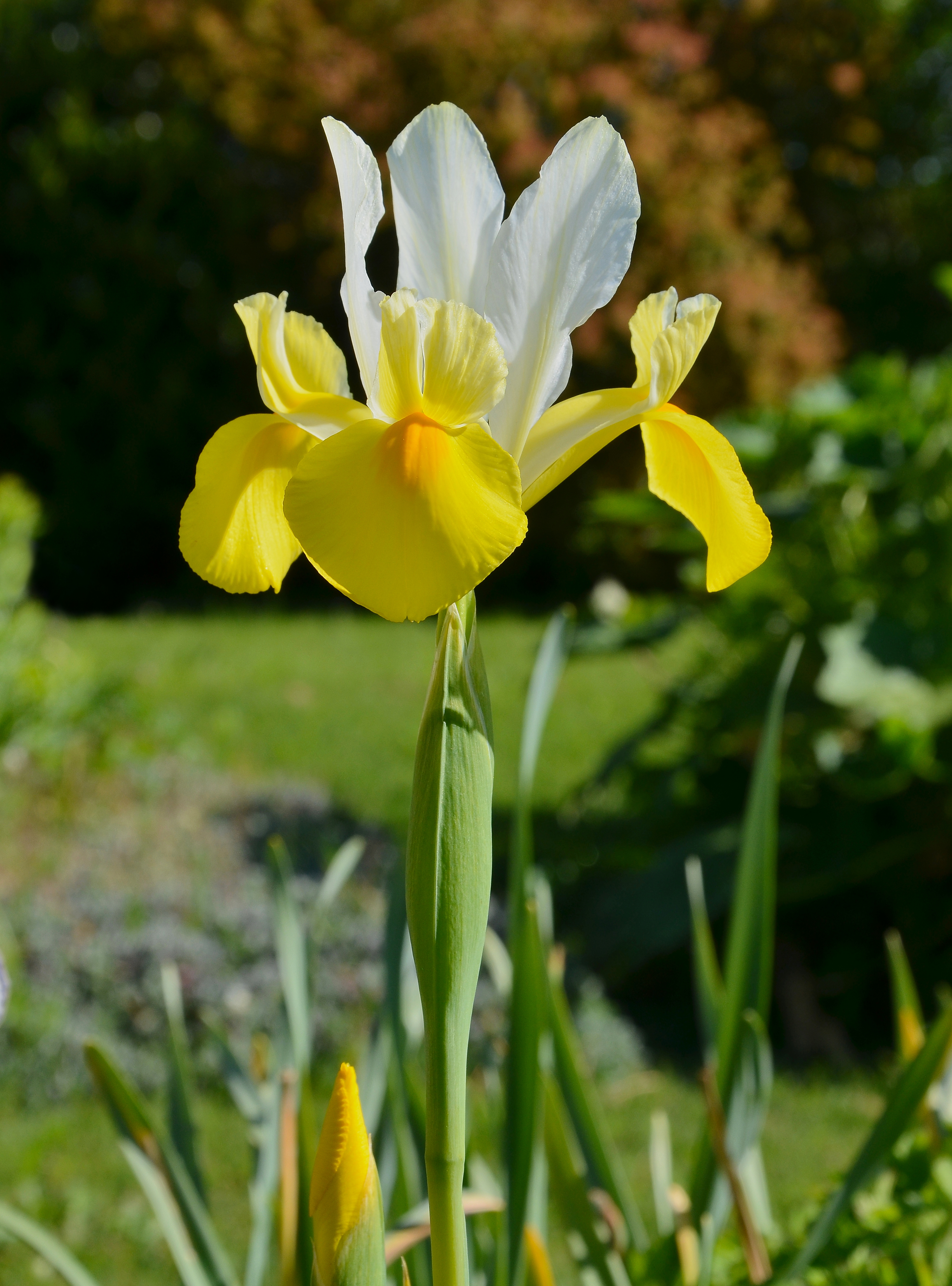 Iris de Hollande FR 2014