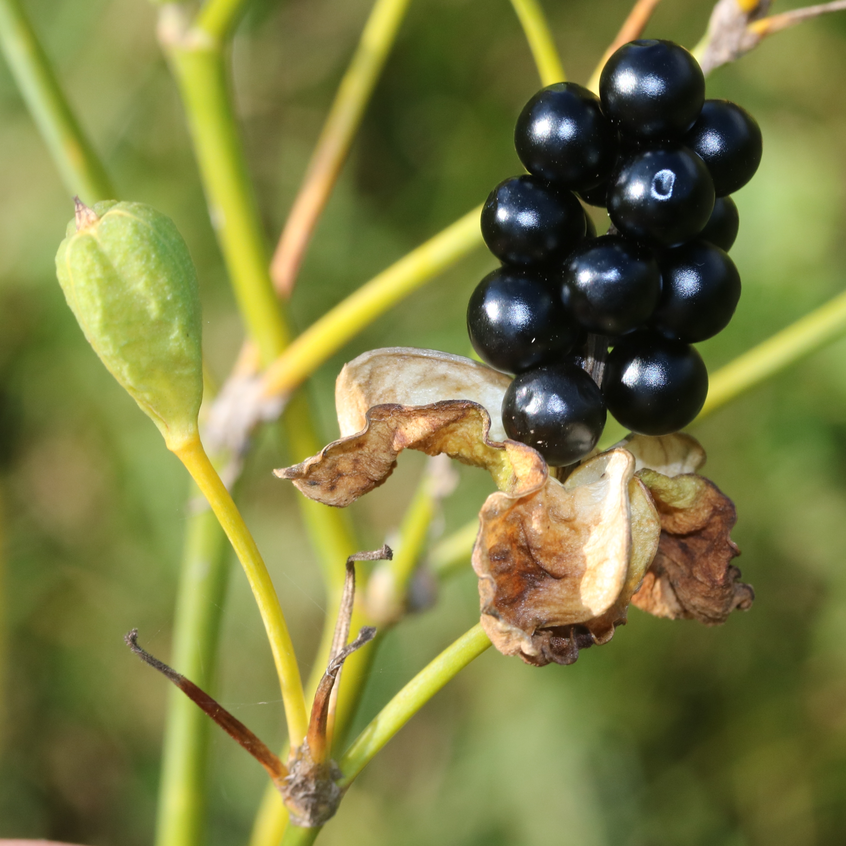 Iris domestica (seed)
