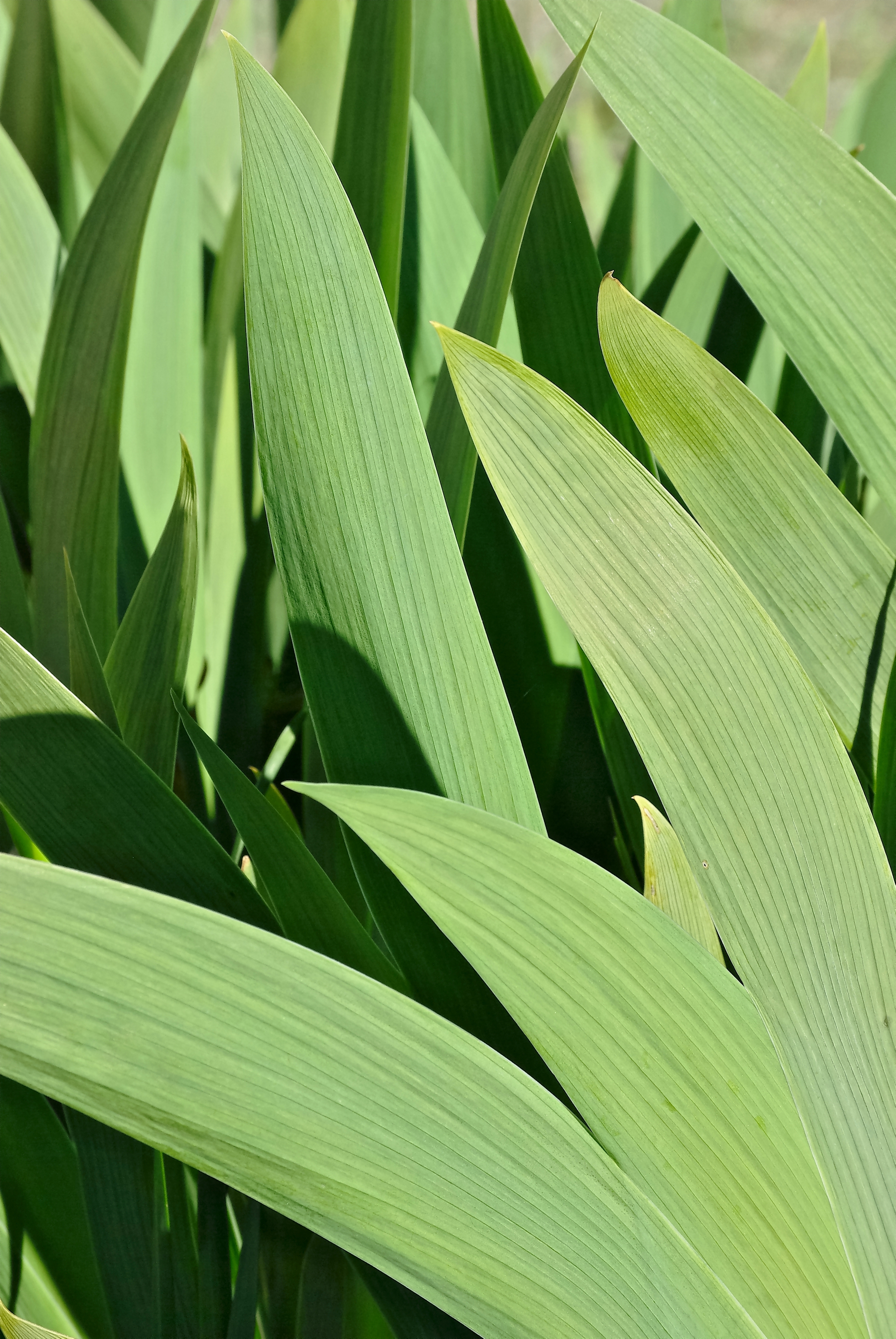 Iris Feuilles1 FR 2013