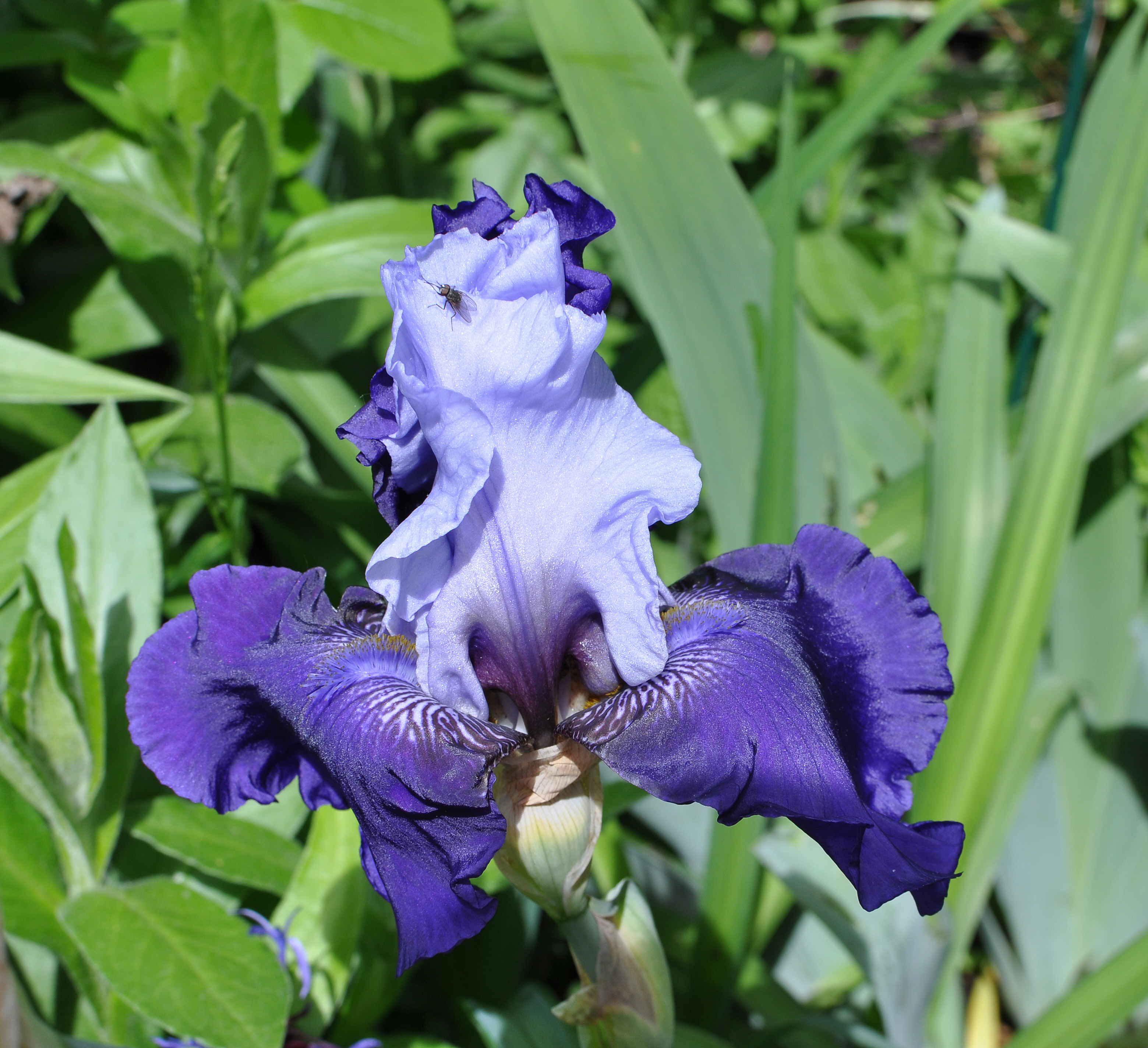 Iris germanica 'Best Bet' 001